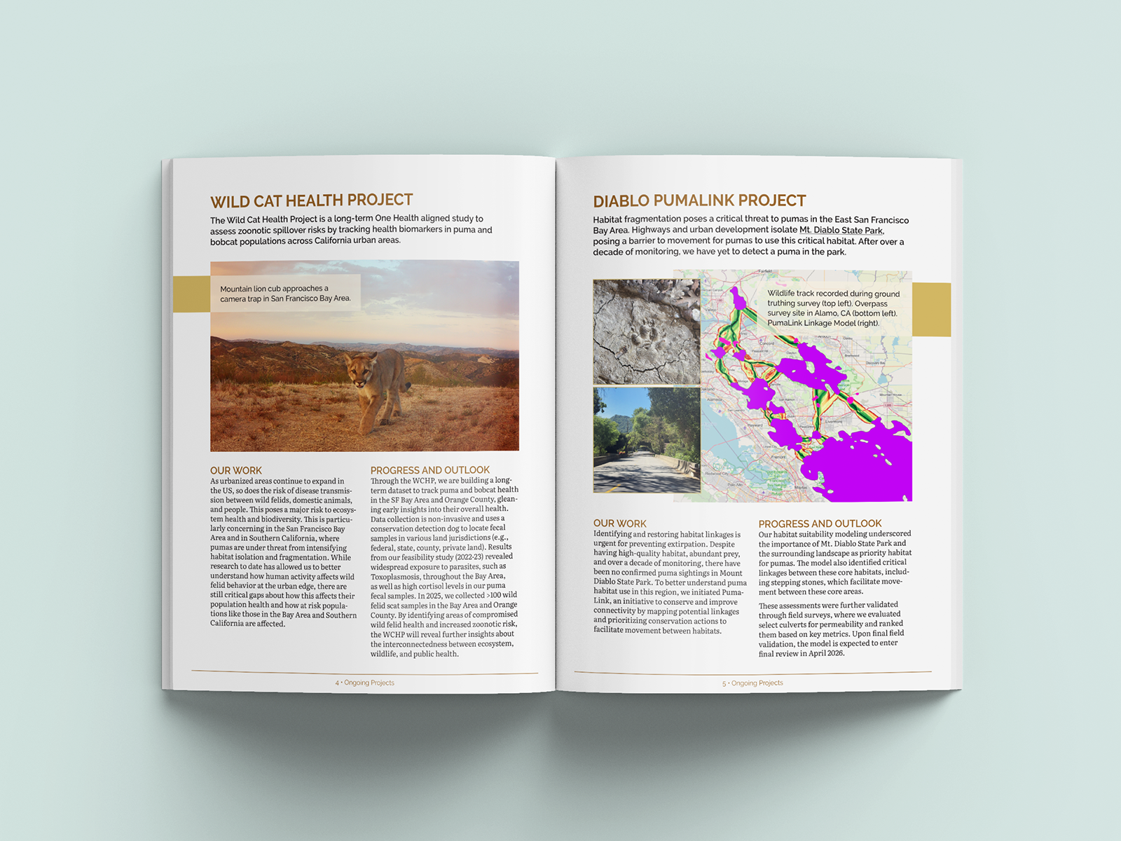 Felidae Fund Impact Report project update spread
