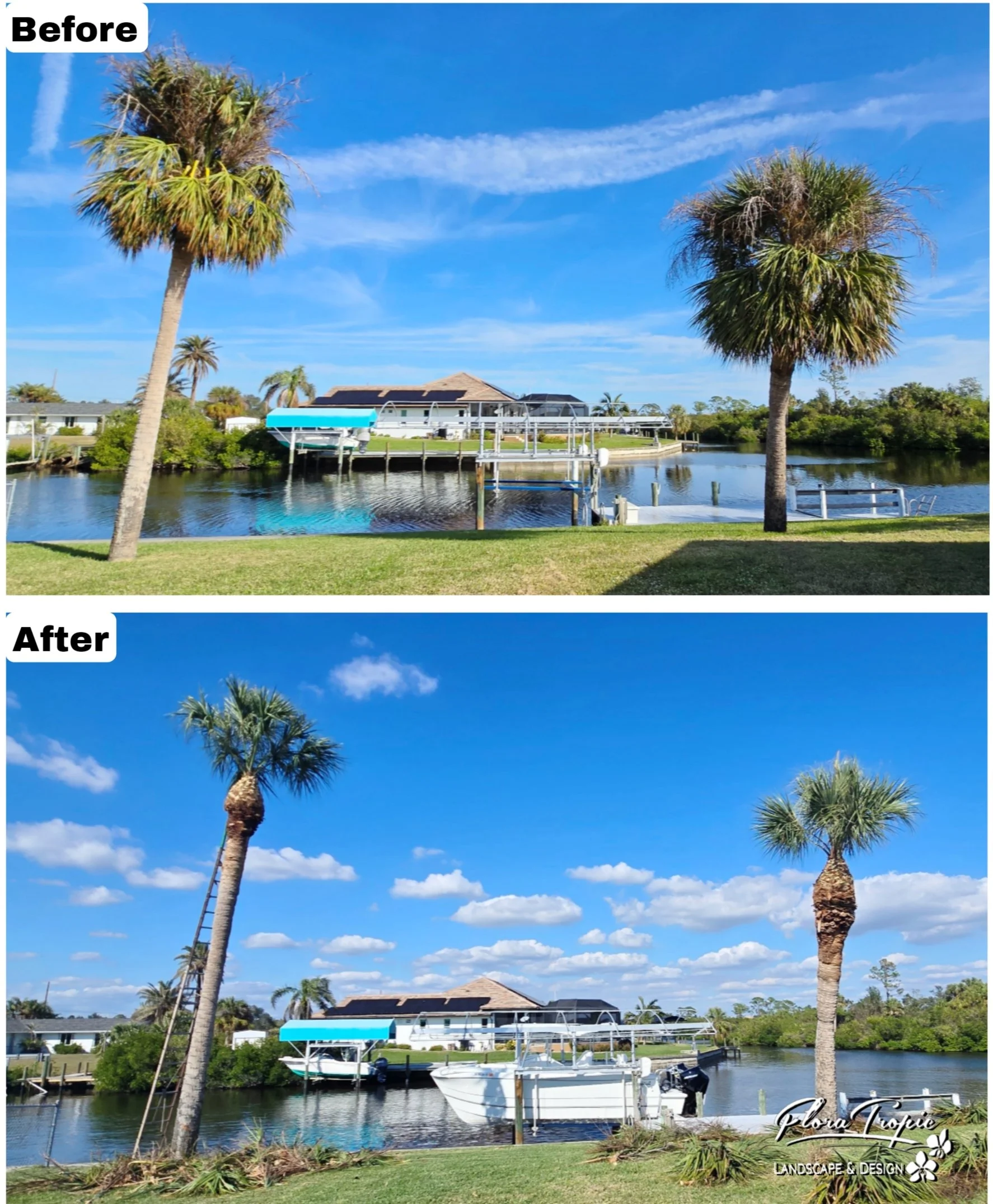 palm tree trimming 1.jpg