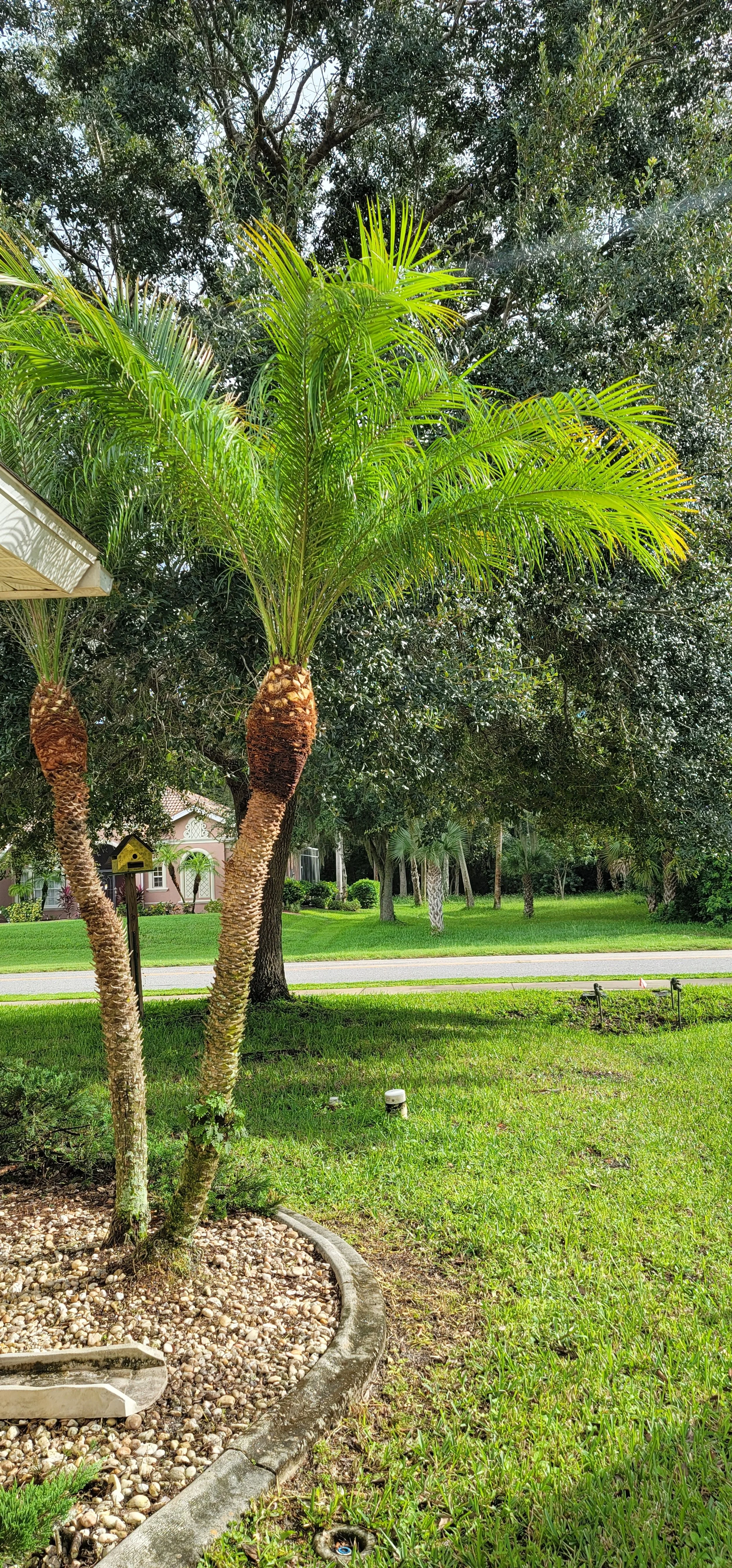 pygmy date palm.jpg