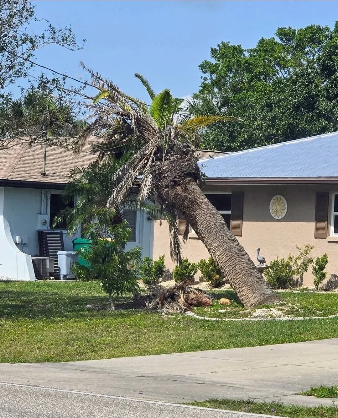 dying palm.jpg