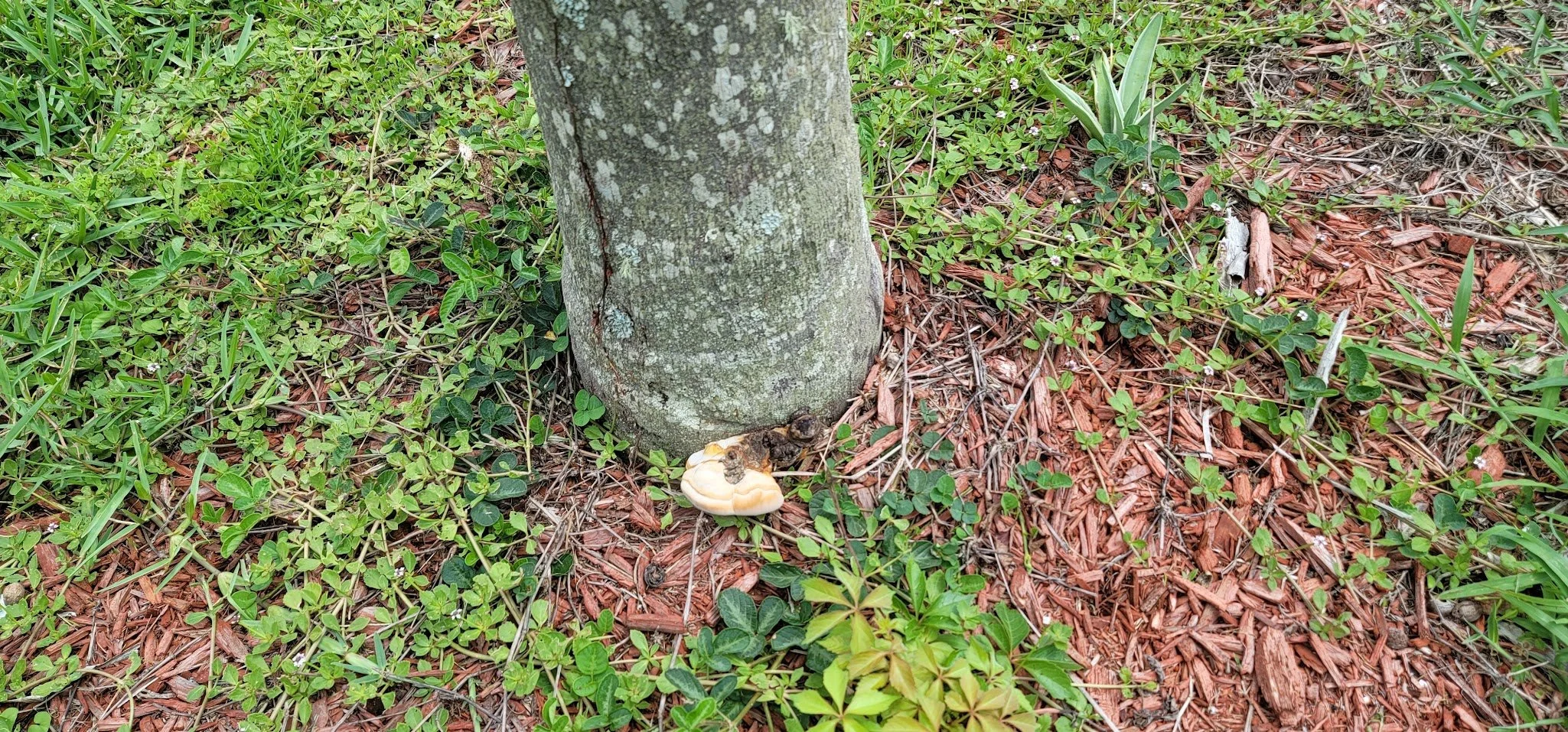 Ganoderma Infection.jpg