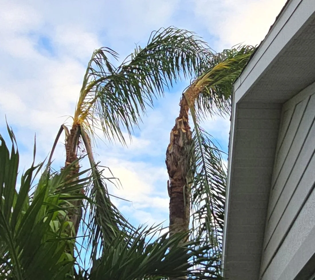 Neil palm diagnostic treatment 7.jpg