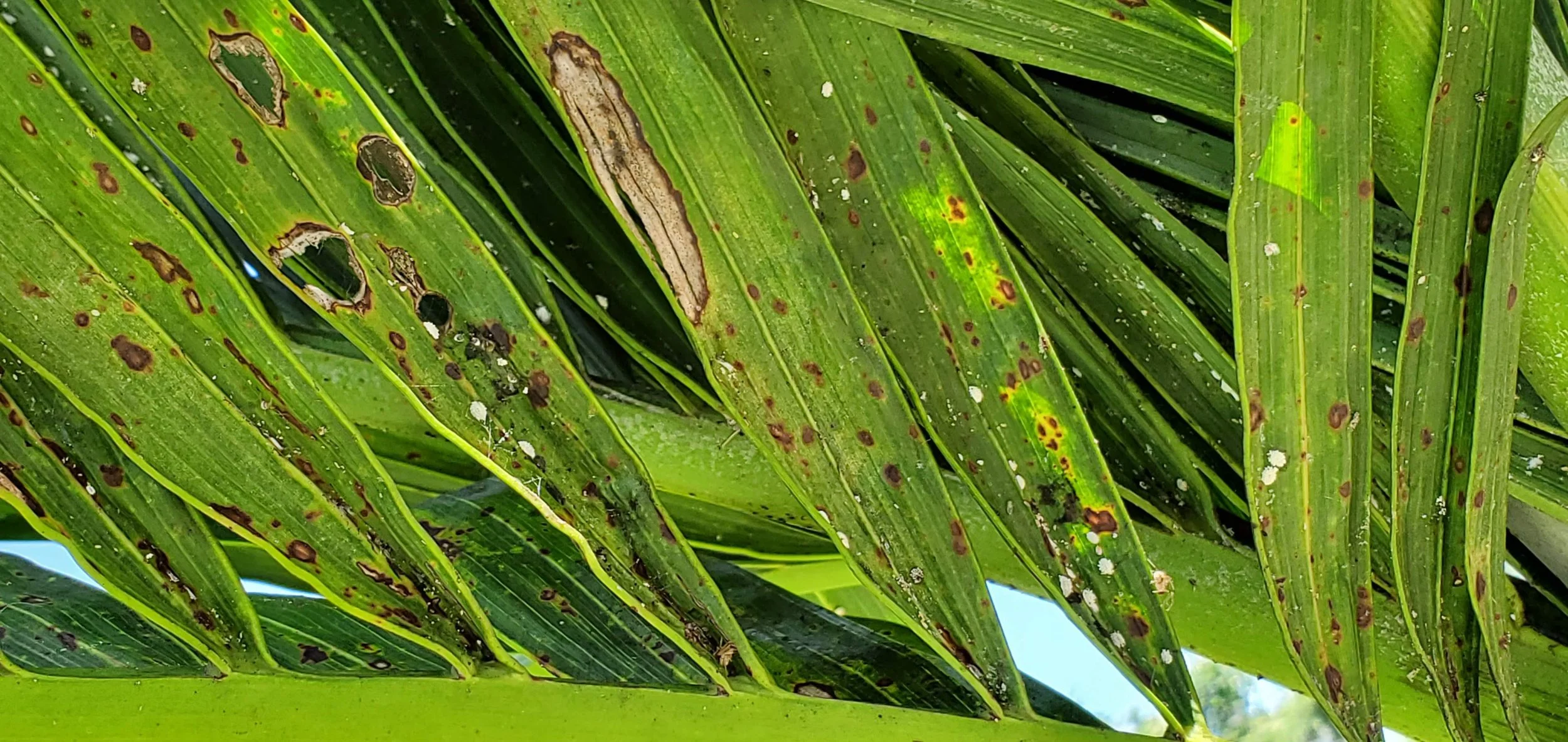 mealy bug palm.jpg
