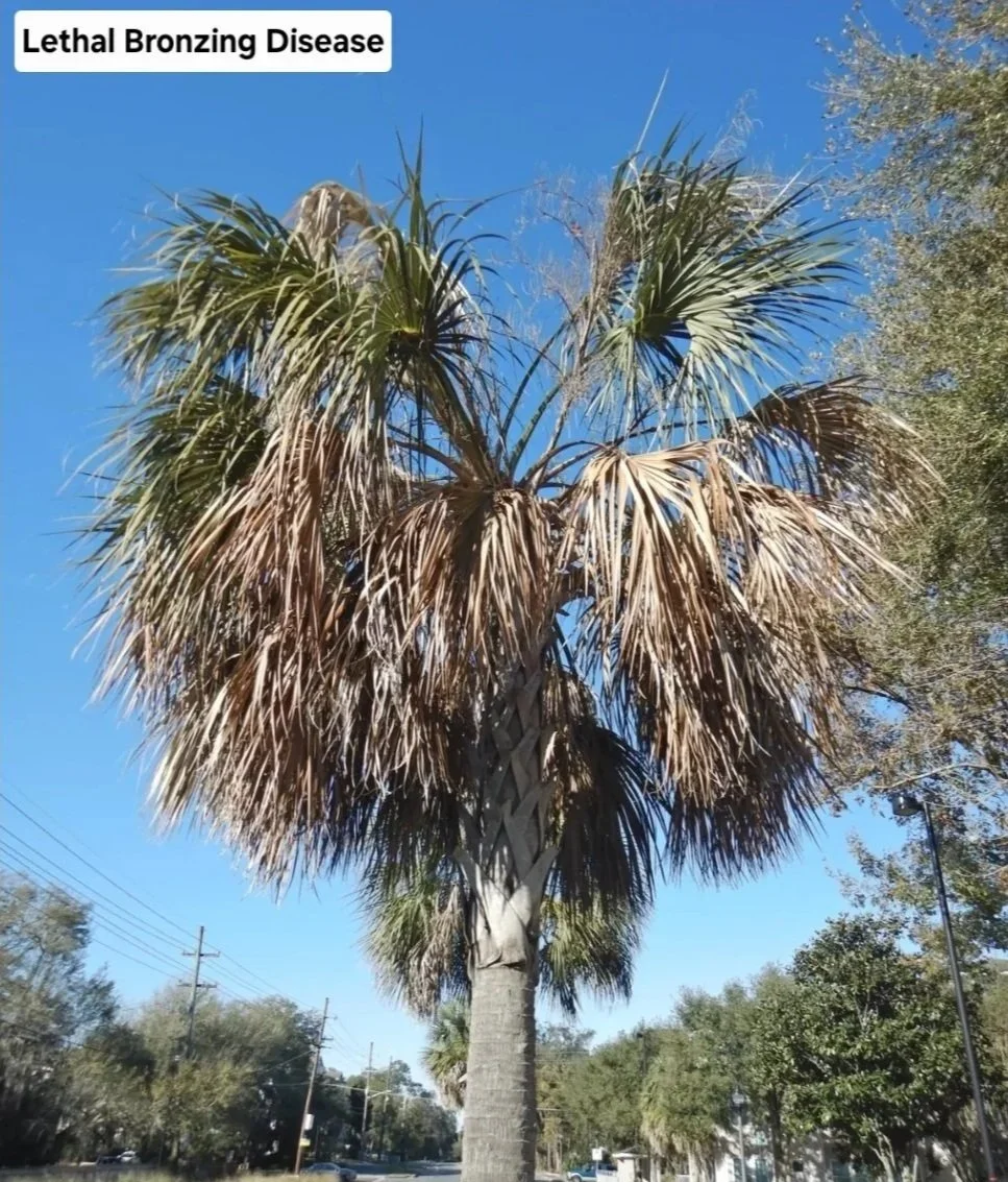 palm leathal bronzing.jpg
