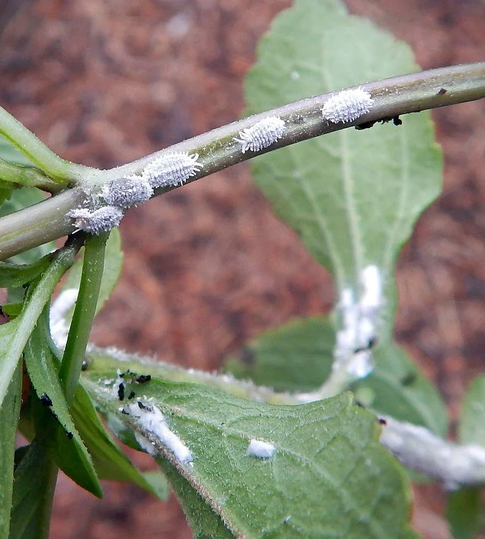 mealybug.jpg