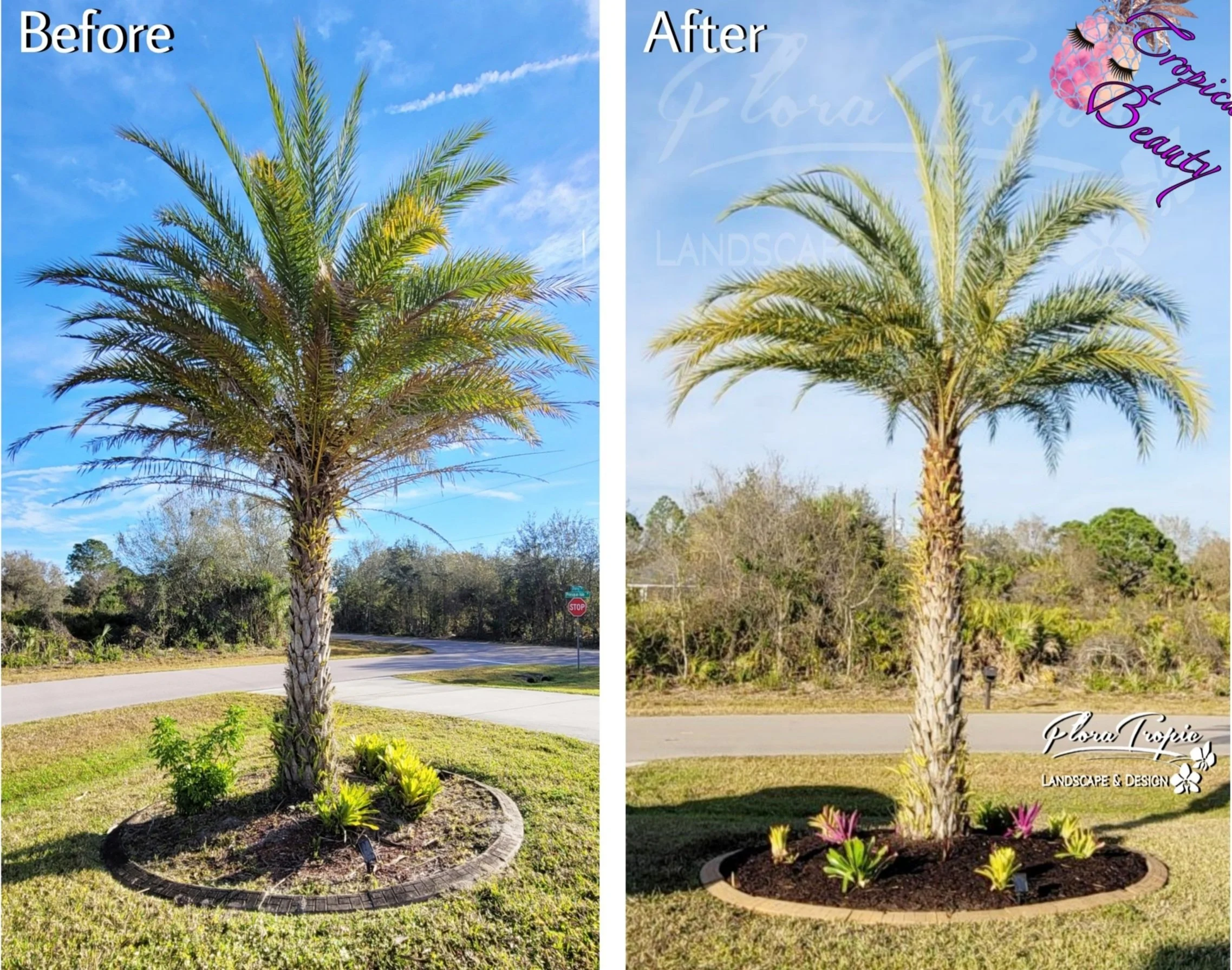 palm tree trimming 2.jpg