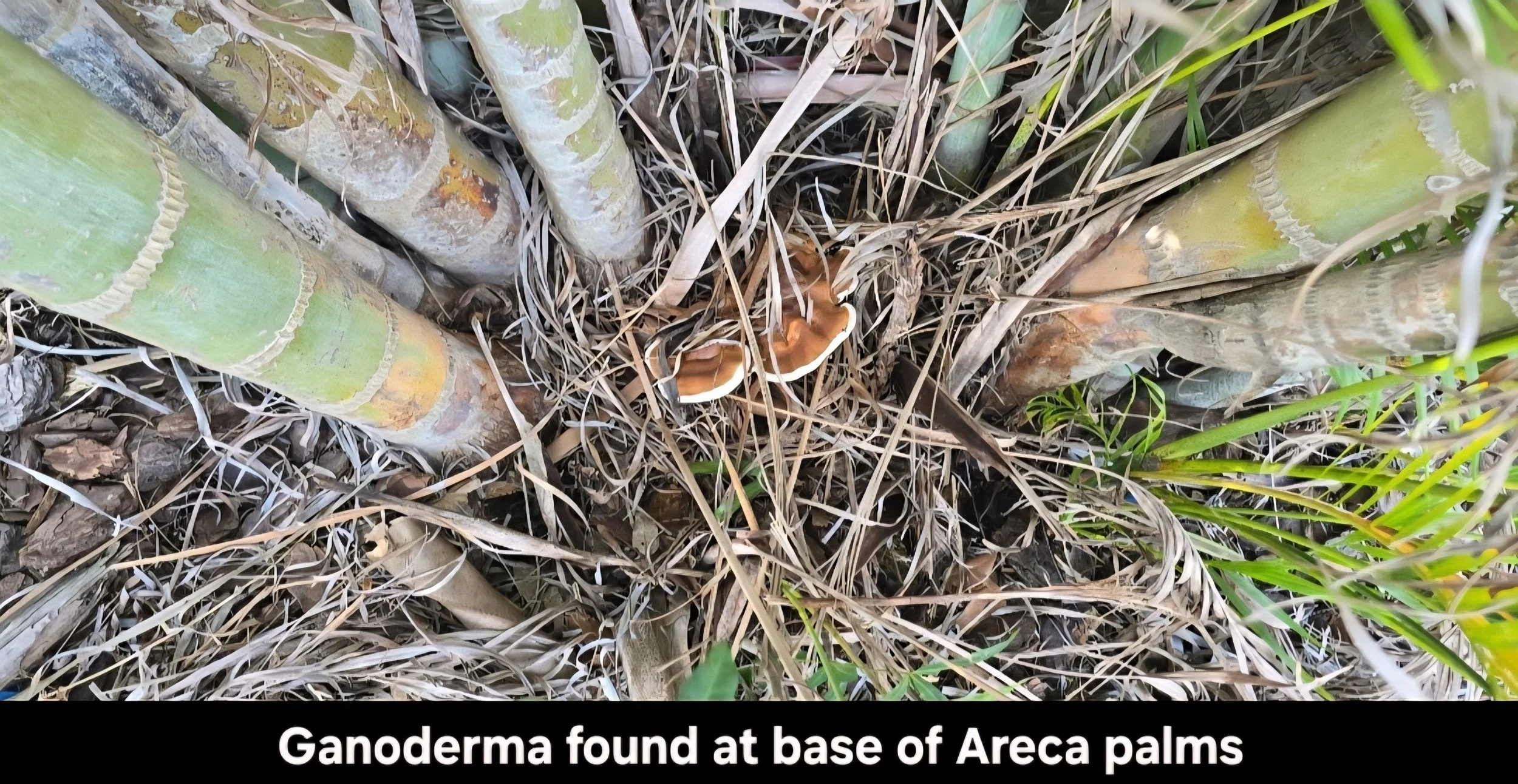 Ganoderma on Arecas.jpg