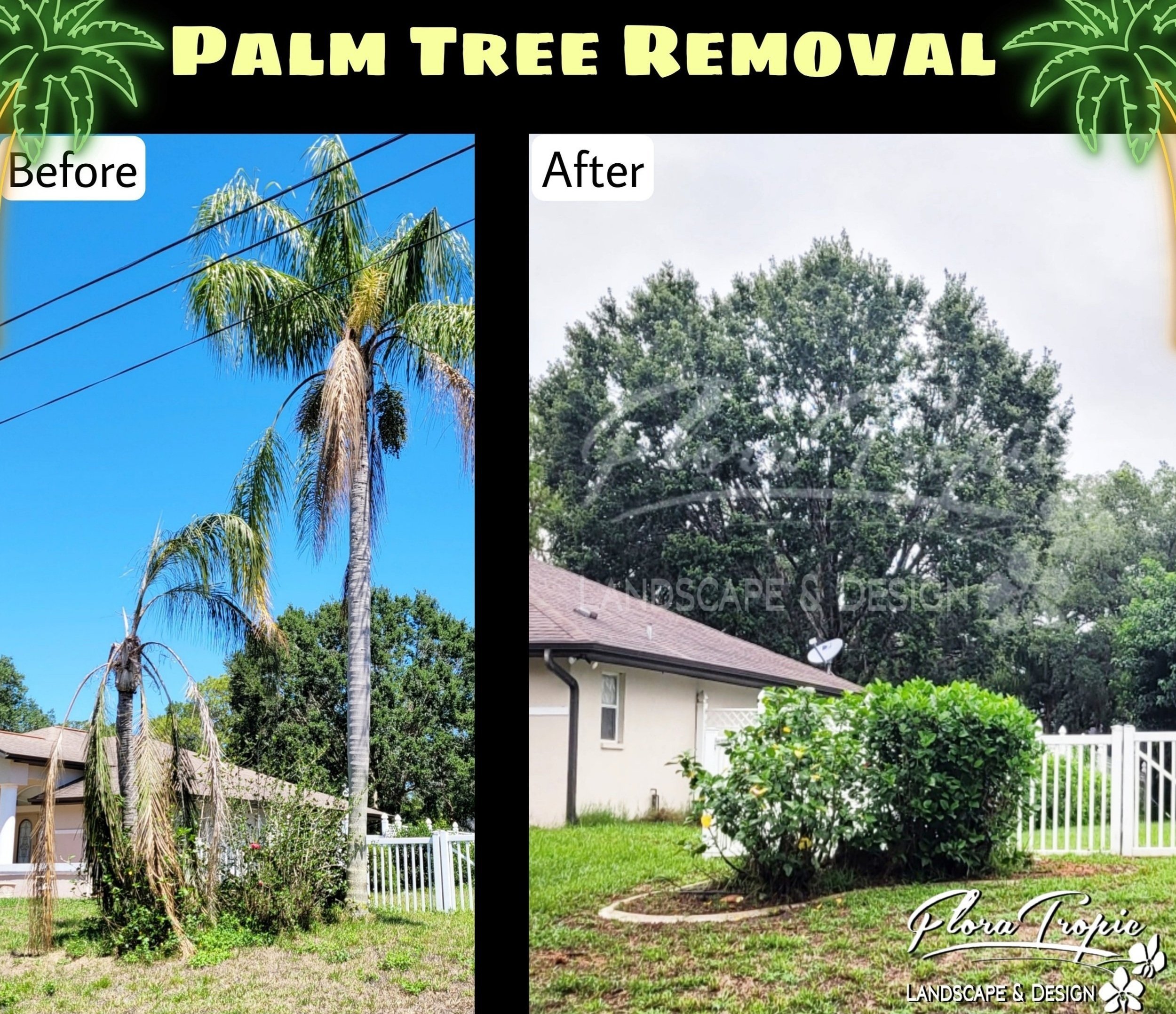 palm tree rempval.jpg