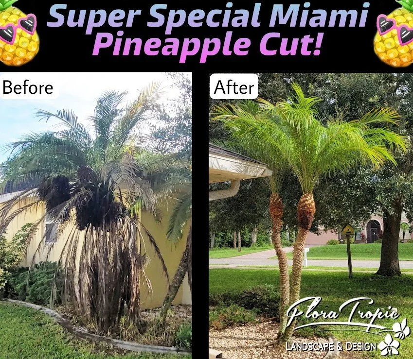 palm tree trimming 3.jpg