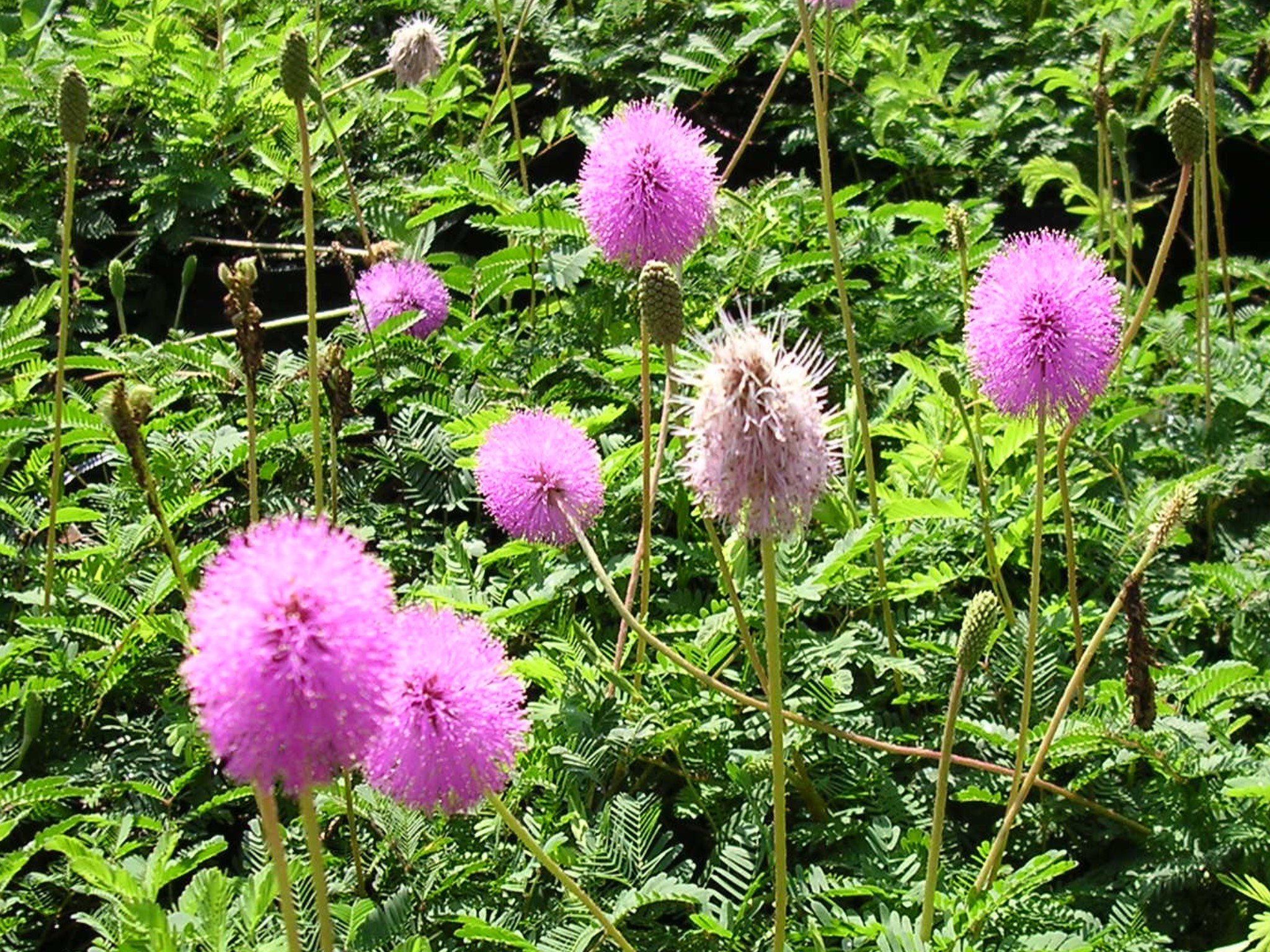 sunshine mimosa powderpuff.jpg