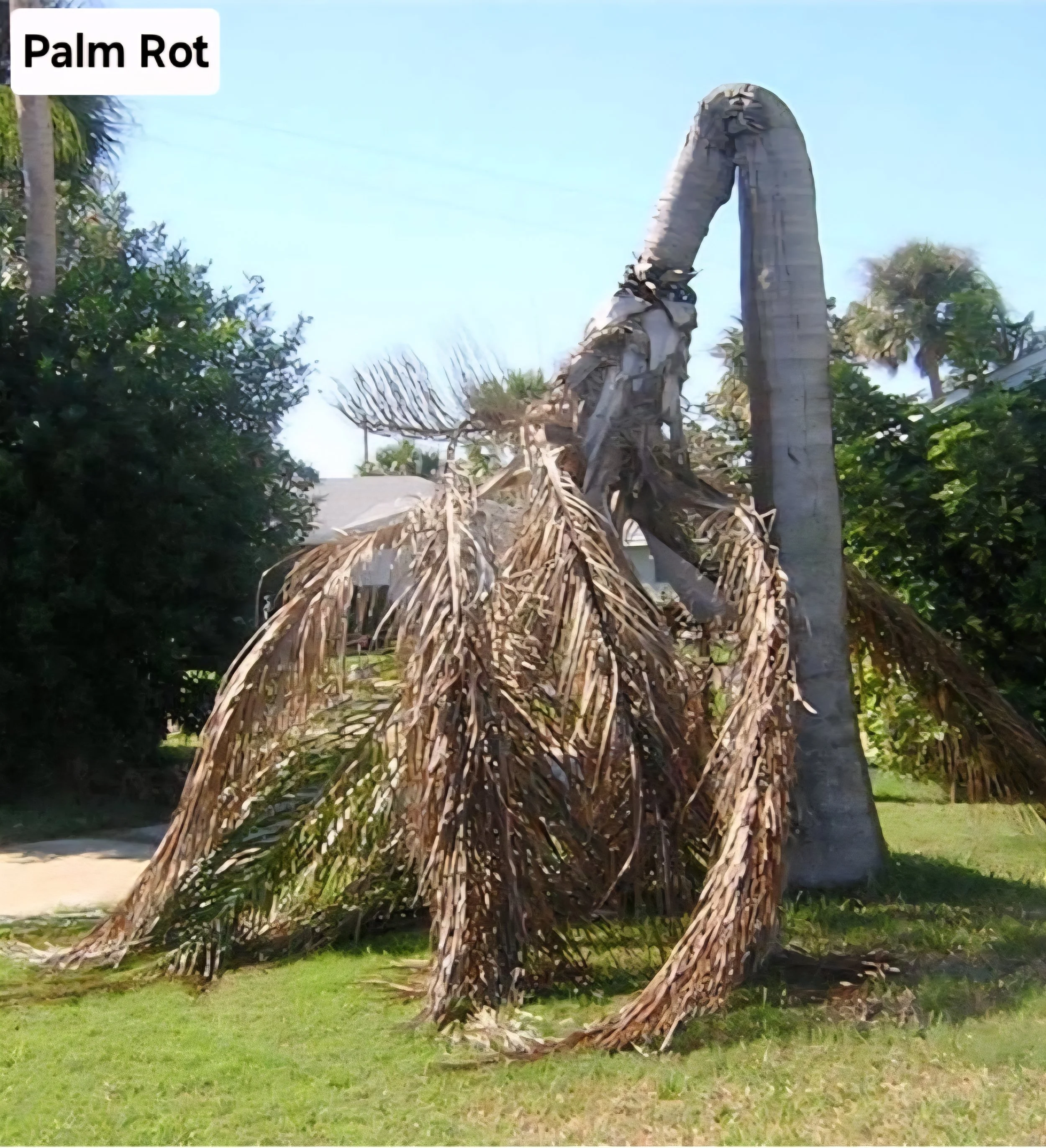 Palm rot.jpg