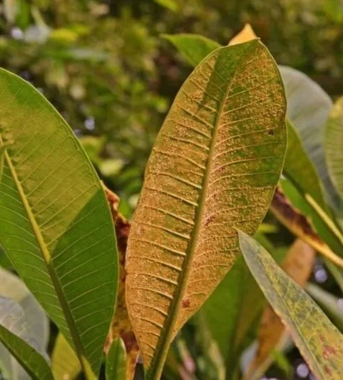 rust on leaves.jpg