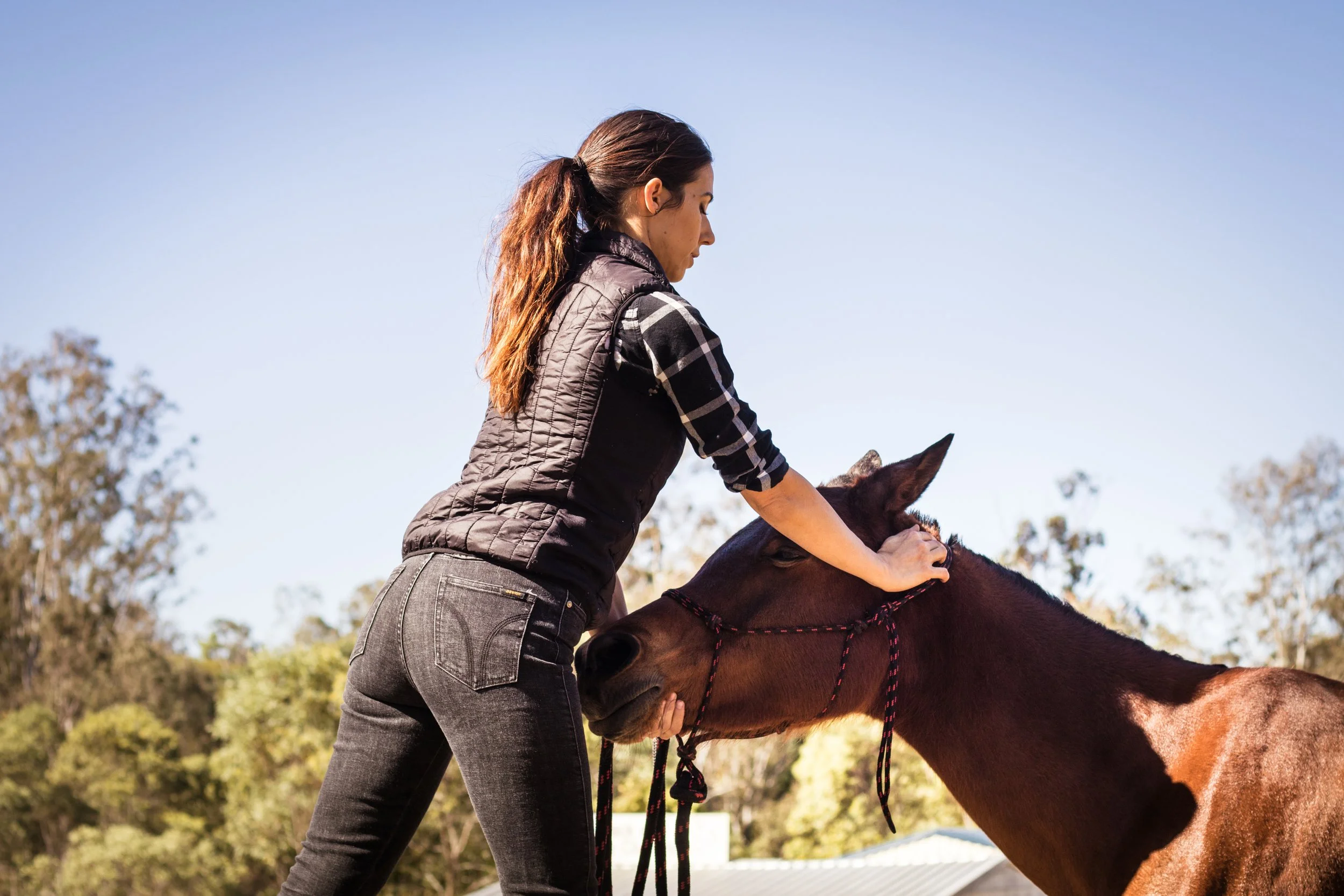 Equine chiropractic adjustment neck