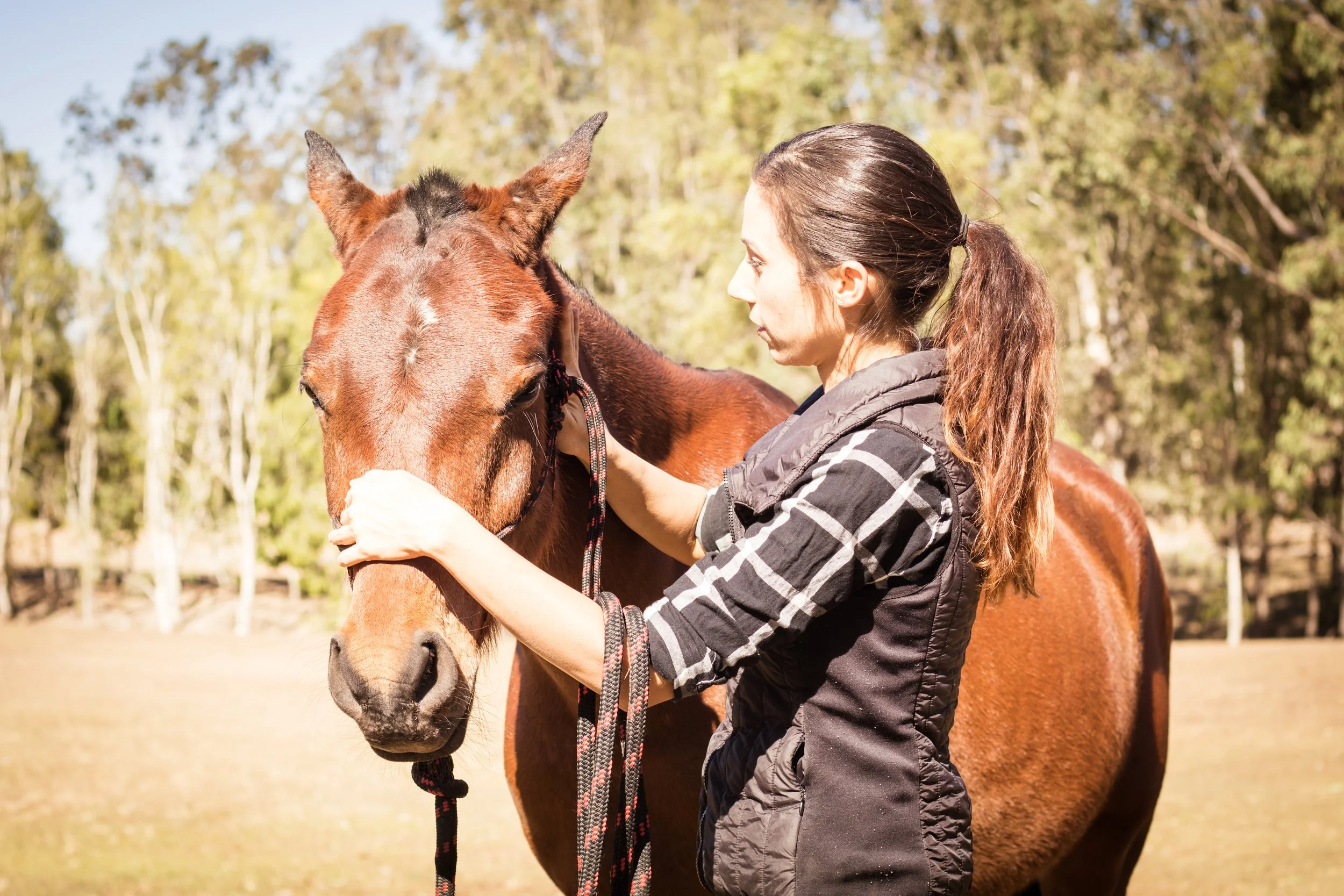 Horse chiropractic assessment posture