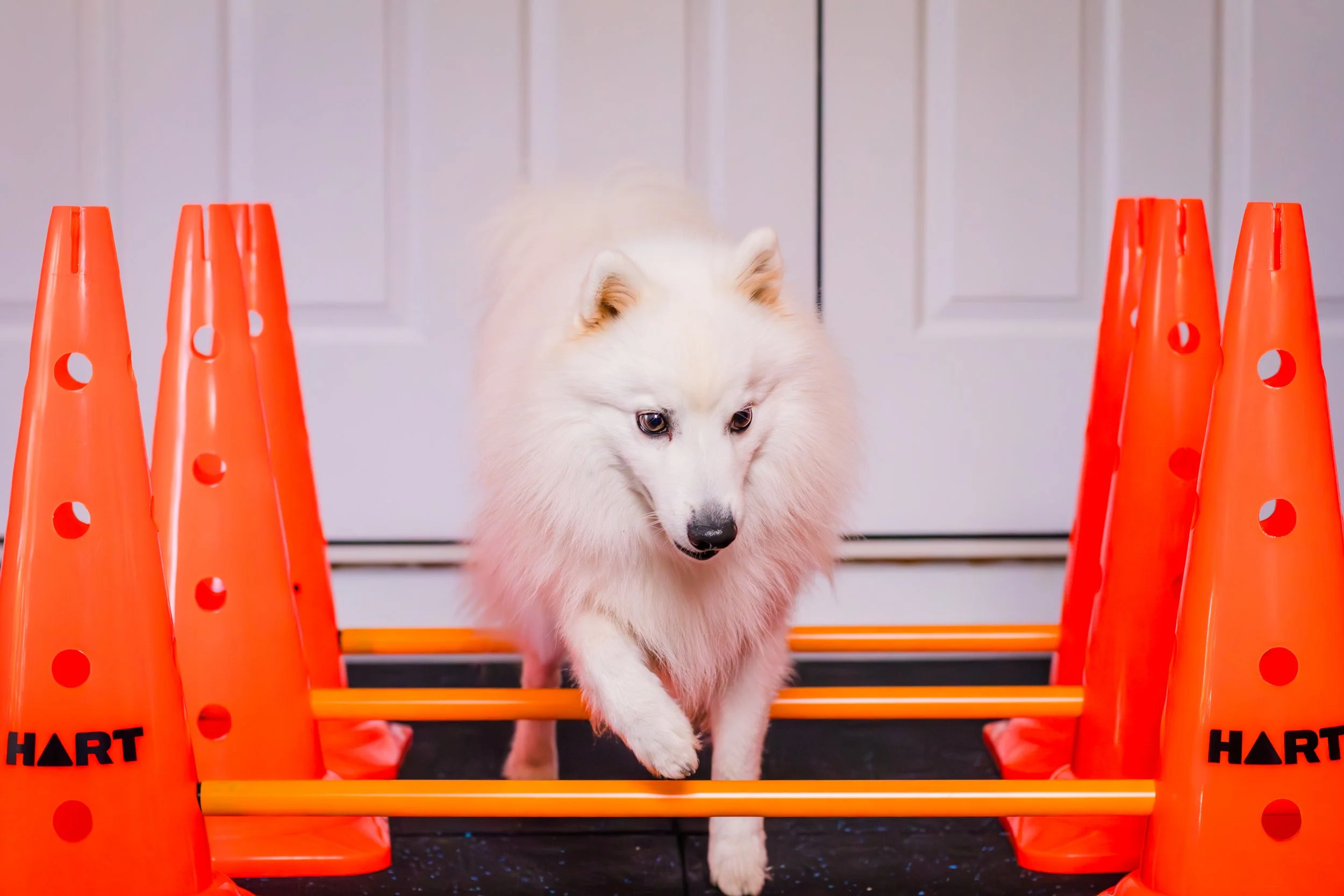 Post operative dog rehab Ipswich