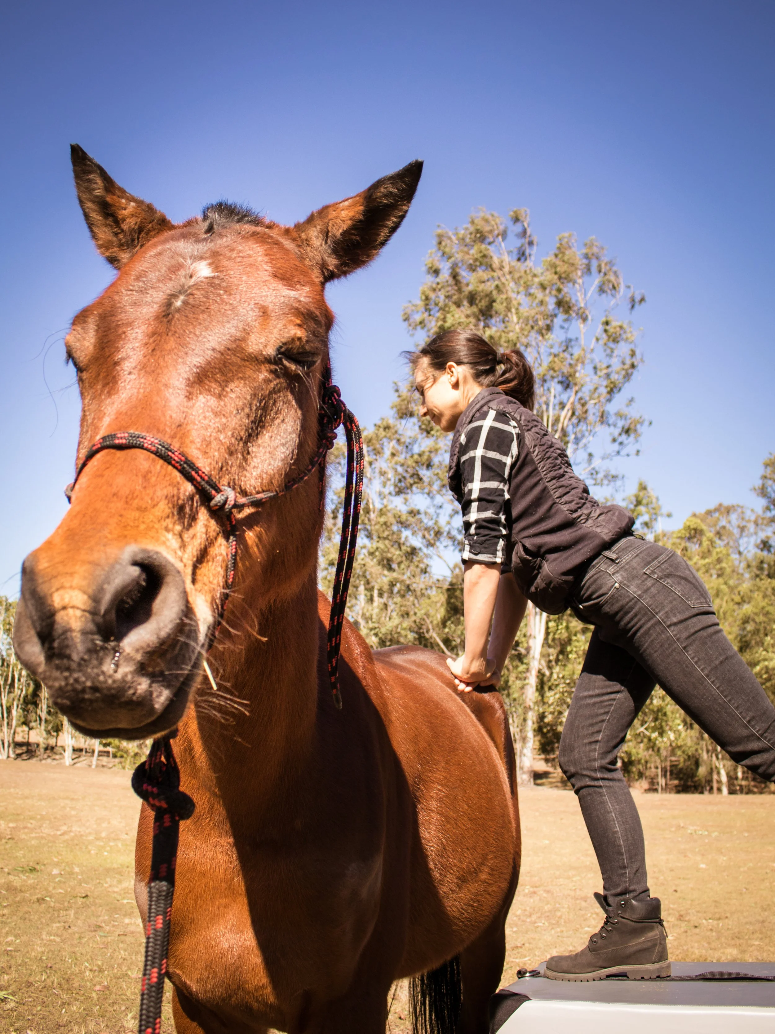 Equine chiropractic treatment West Brisbane
