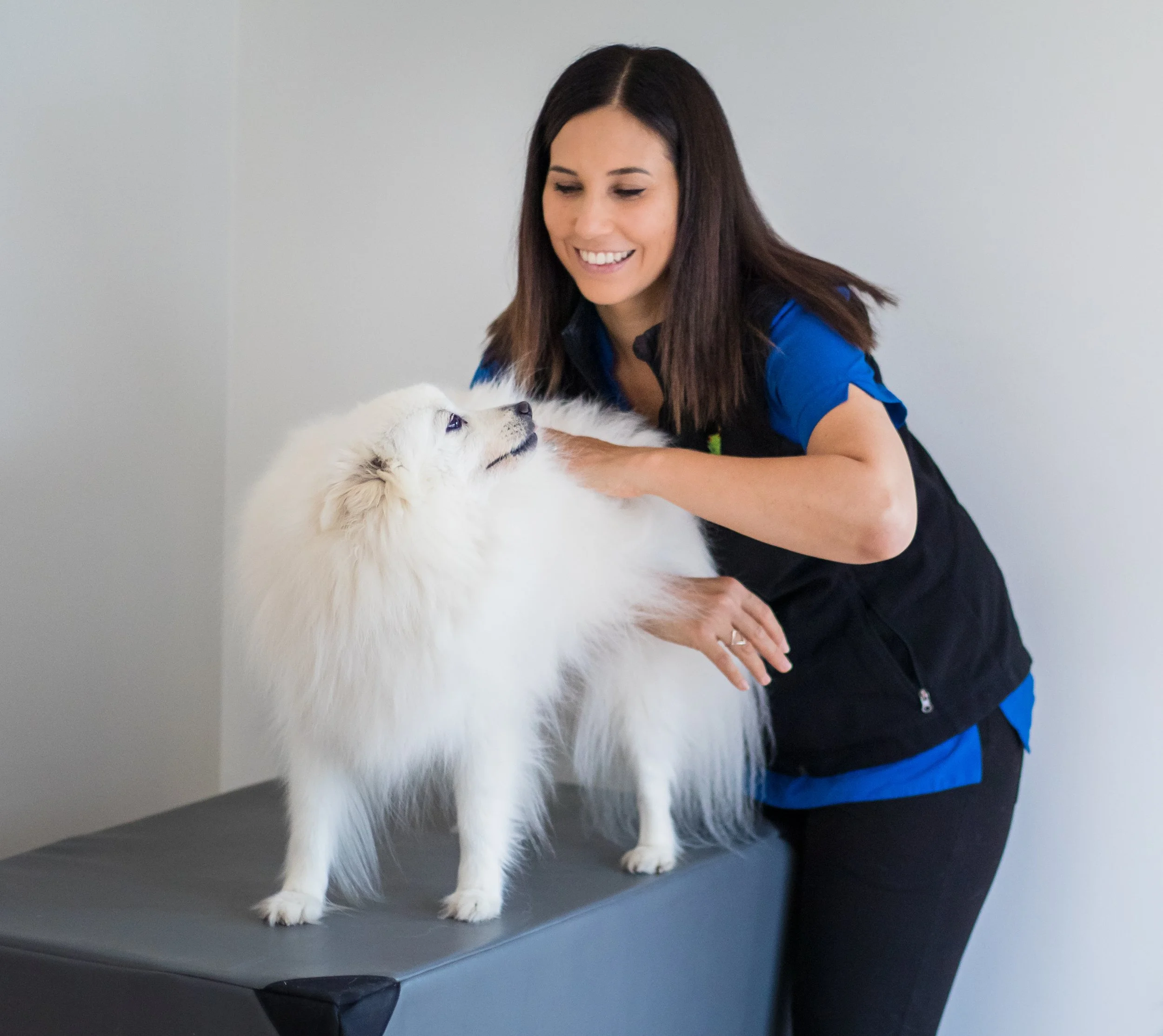 Veterinary chiropractic dog Lockyer Valley