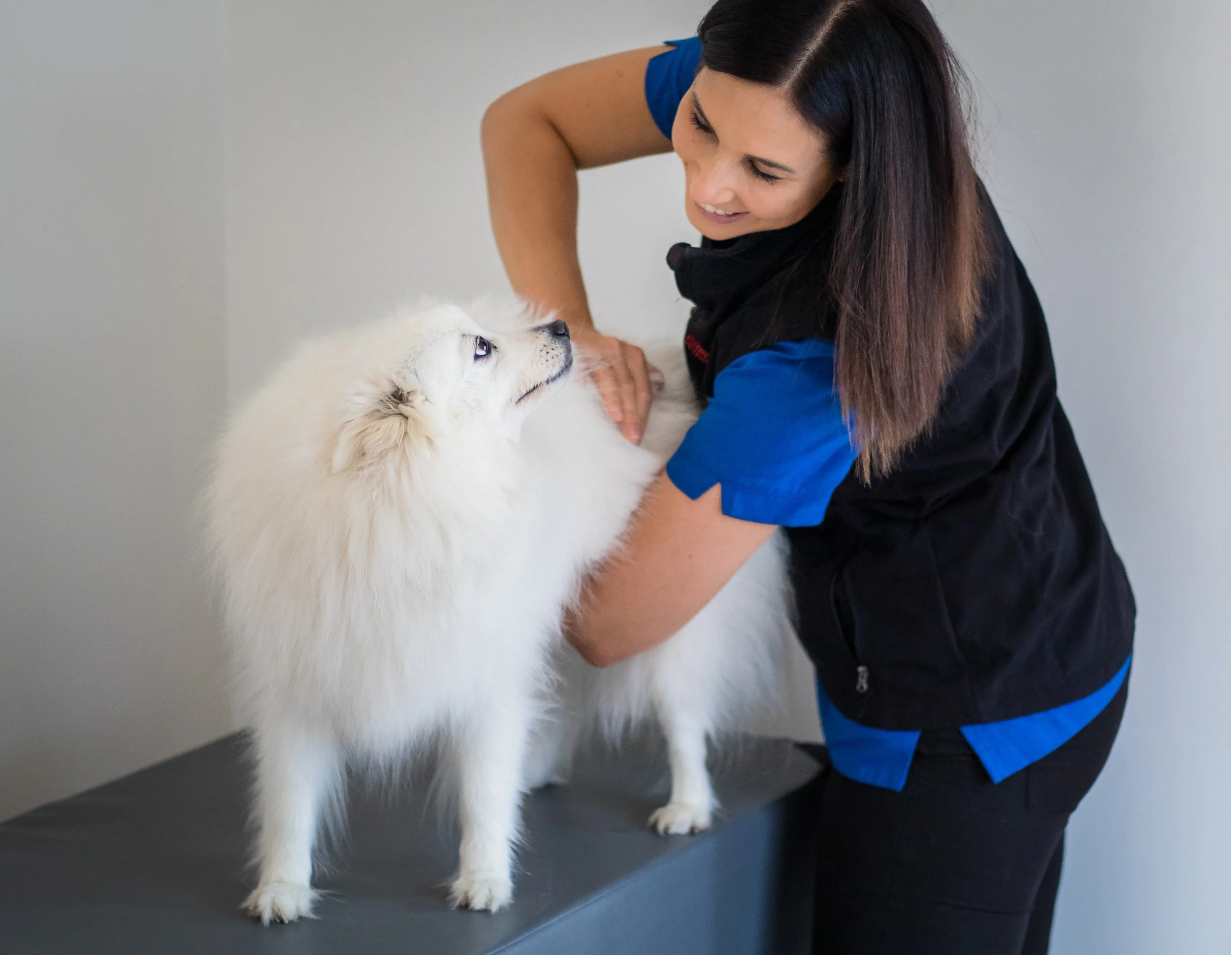 Dog chiropractic adjustment Ipswich