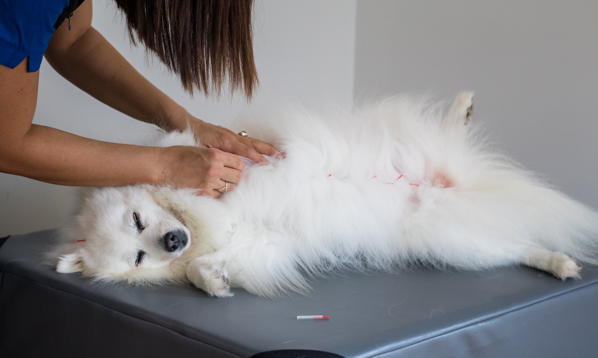 Dog acupuncture Ipswich