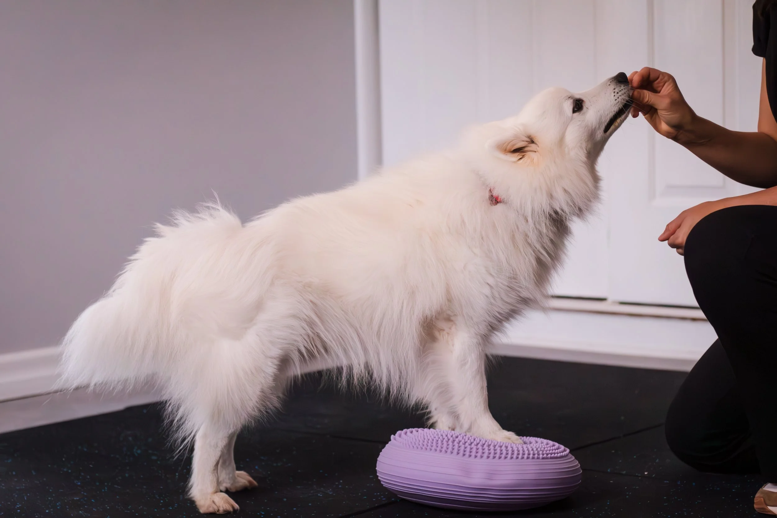 Veterinary dog rehabilitation Ipswich