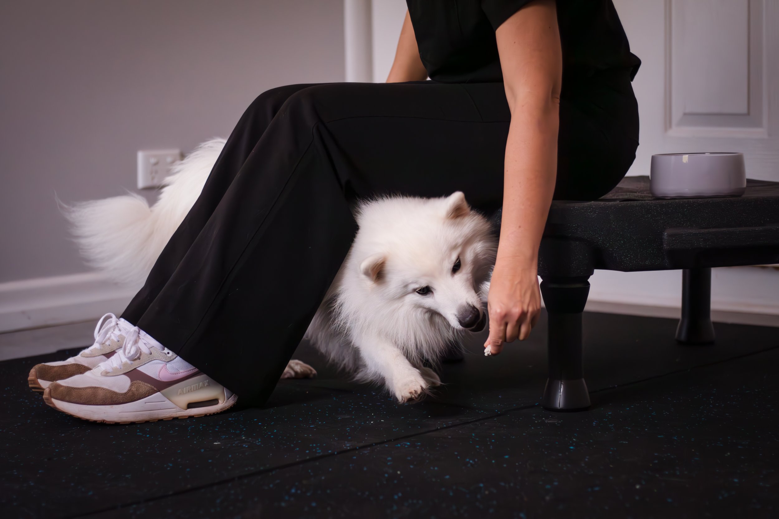 Canine rehab assessment Lockyer Valley