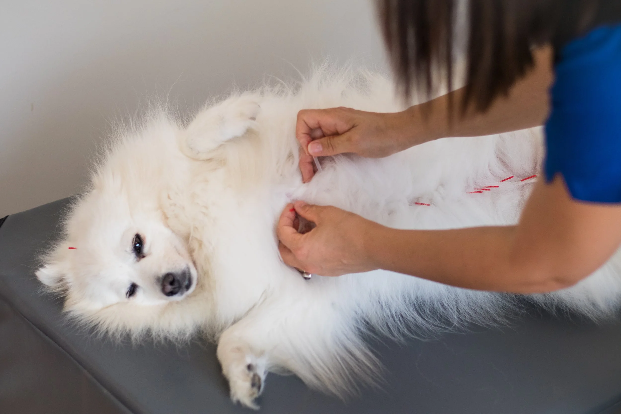 Veterinary acupuncture dog treatment