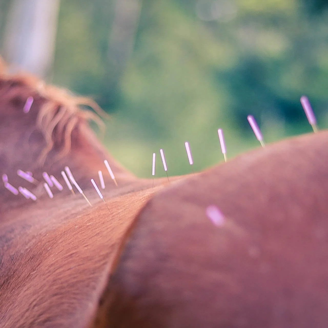 Veterinary acupuncture horse session