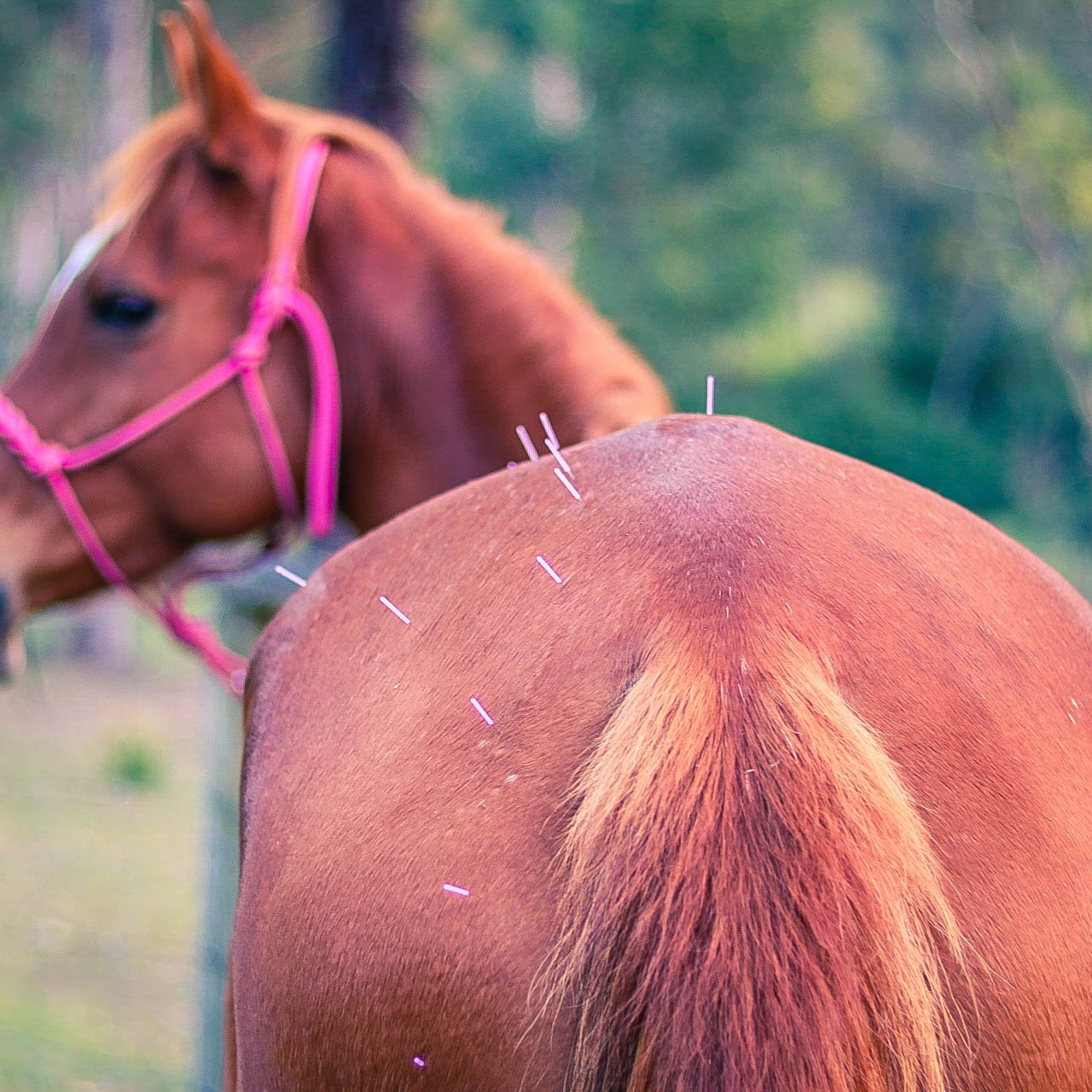 Equine acupuncture treatment horse