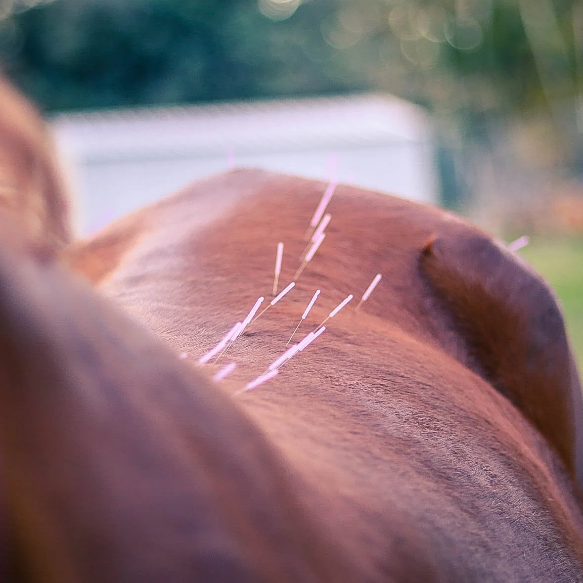 Mobile equine acupuncture West Brisbane