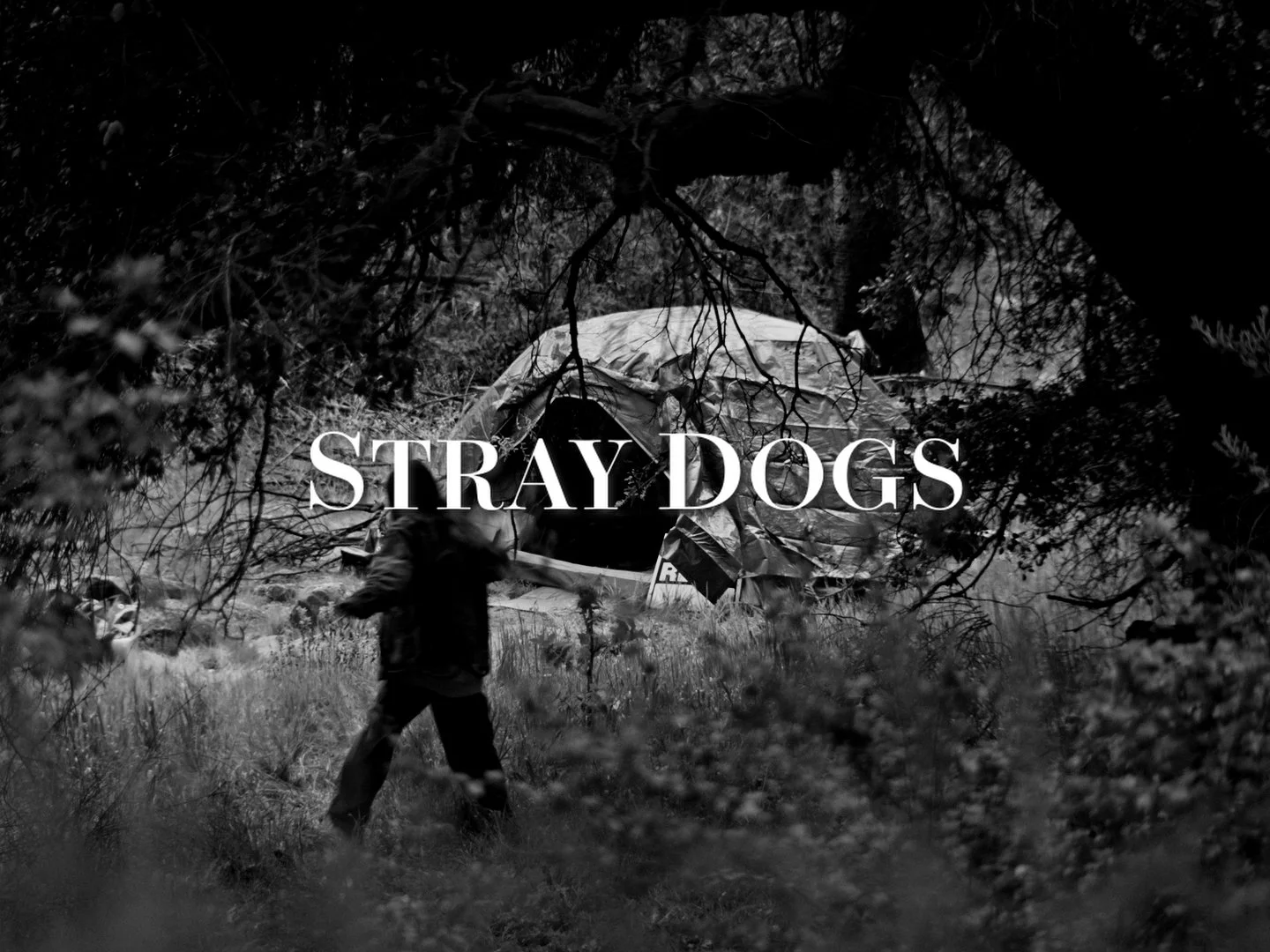Stray Dogs