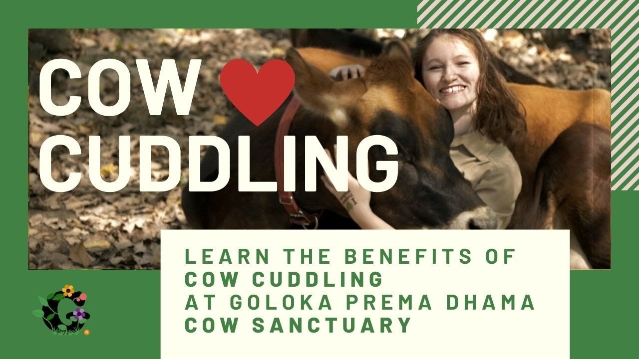 Cow cuddling is the future