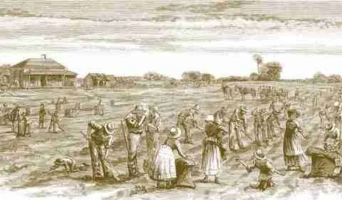 Bendigo: Irish Migration, Work, and the Search for Fairness