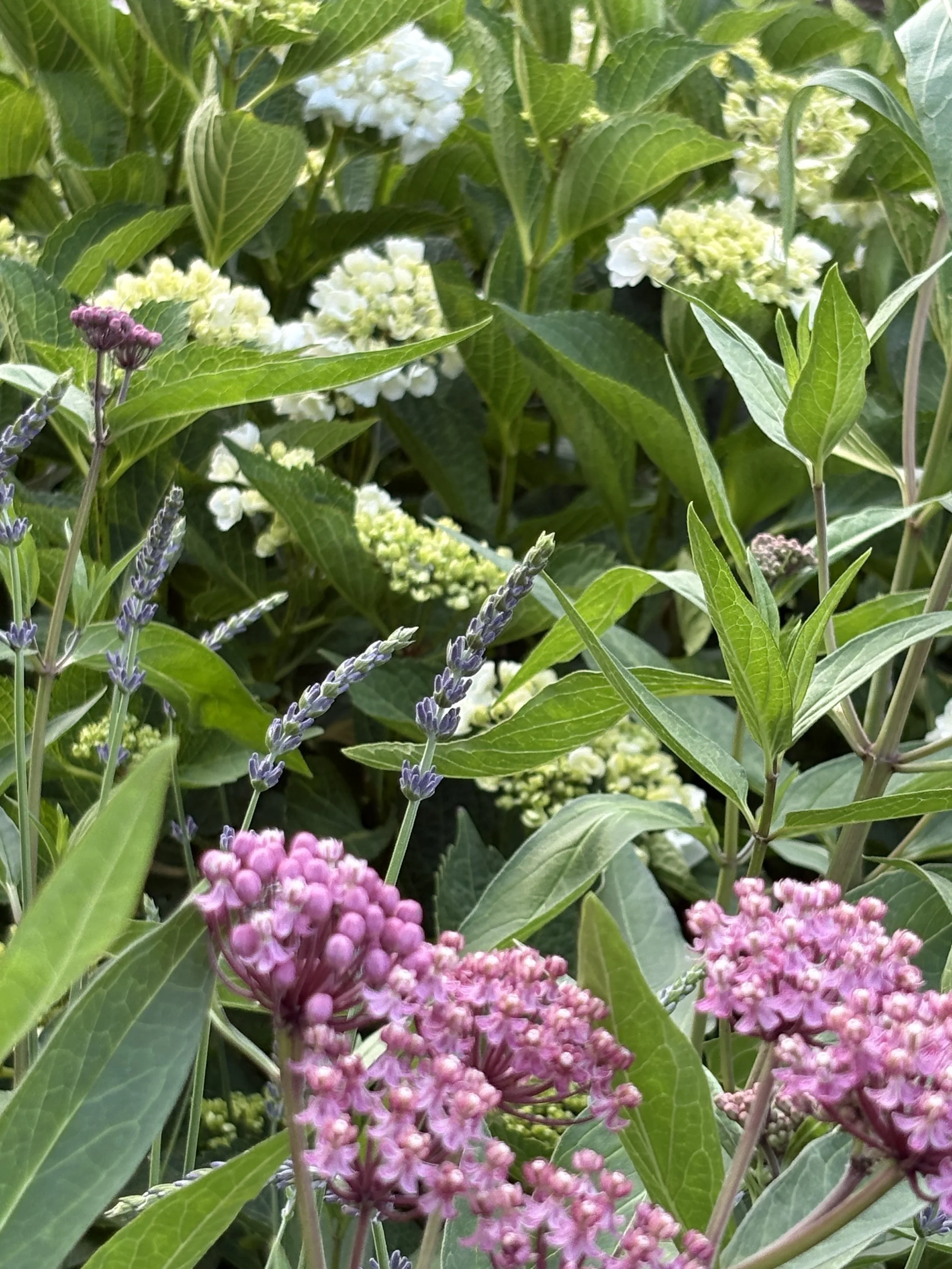 Curated Guide to 20 Plant Resources Where to Purchase the Native Garden Glamour Zeitgeist