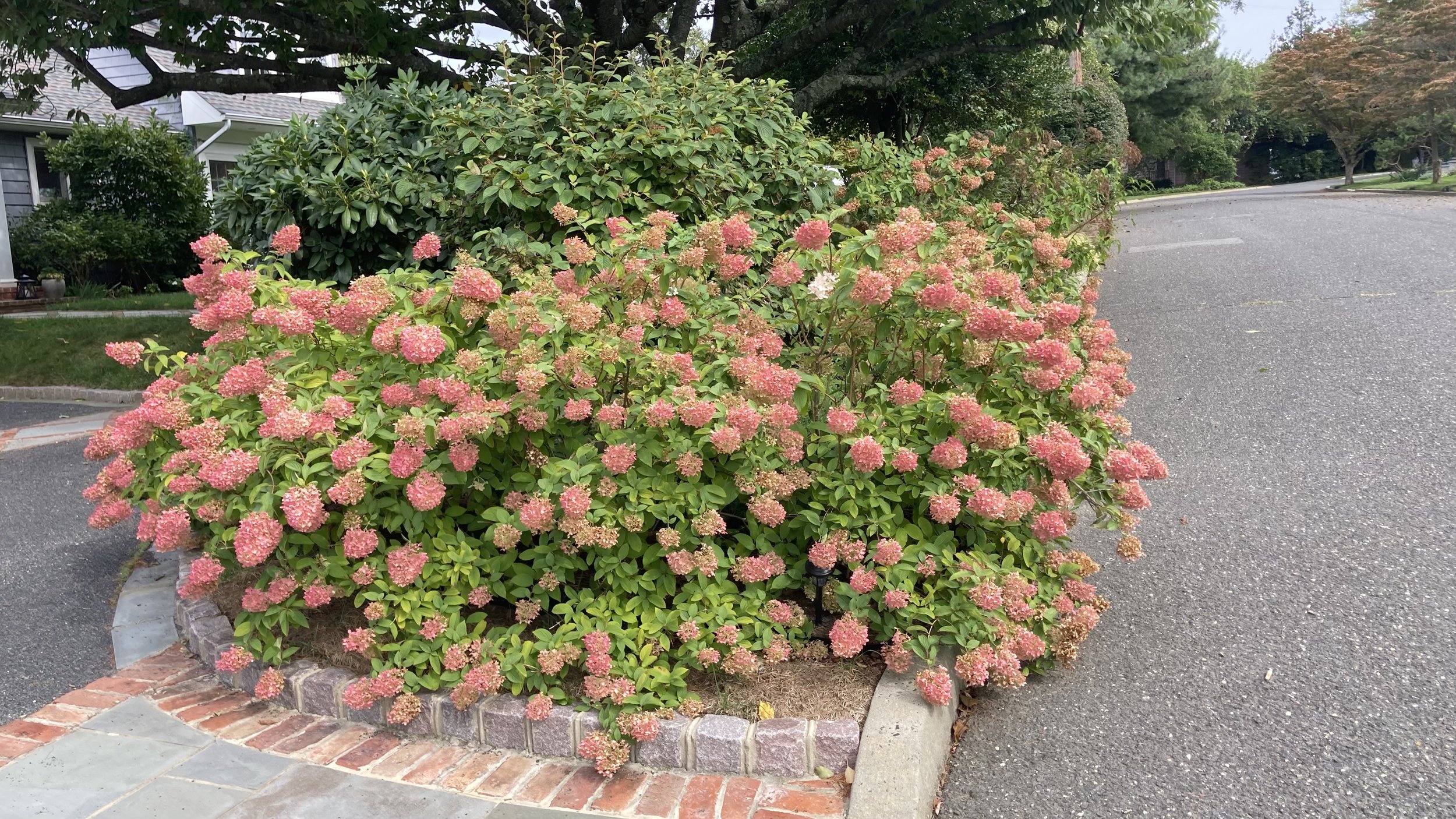 IMG_3716.jpeg
