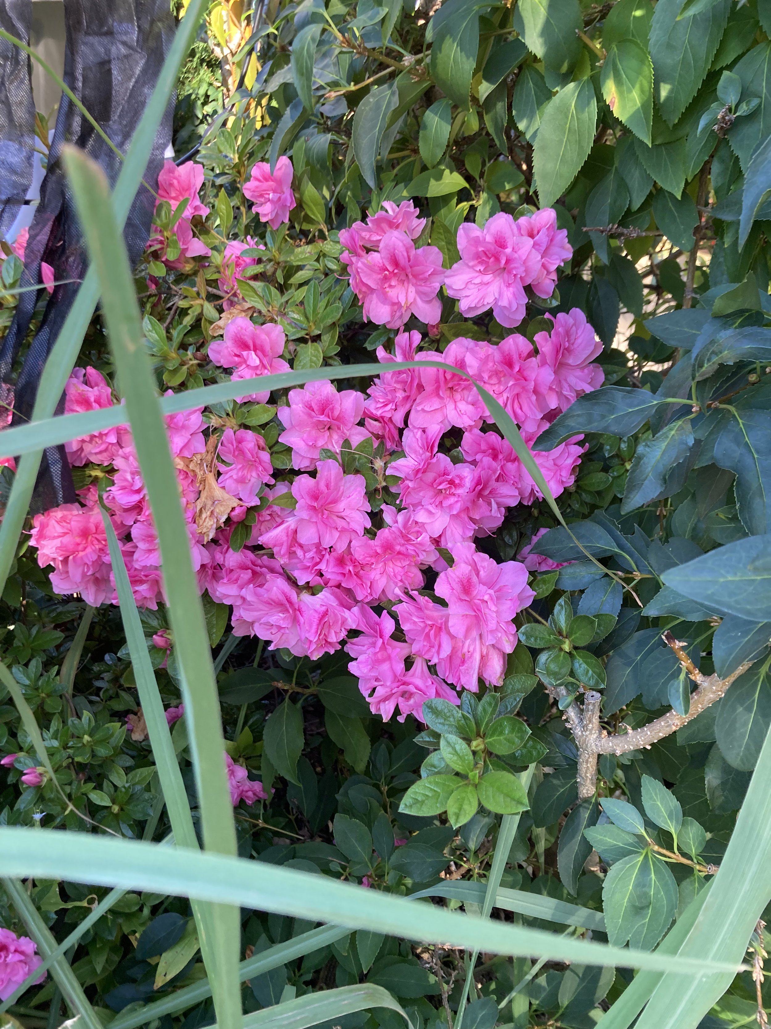 IMG_8574.jpeg