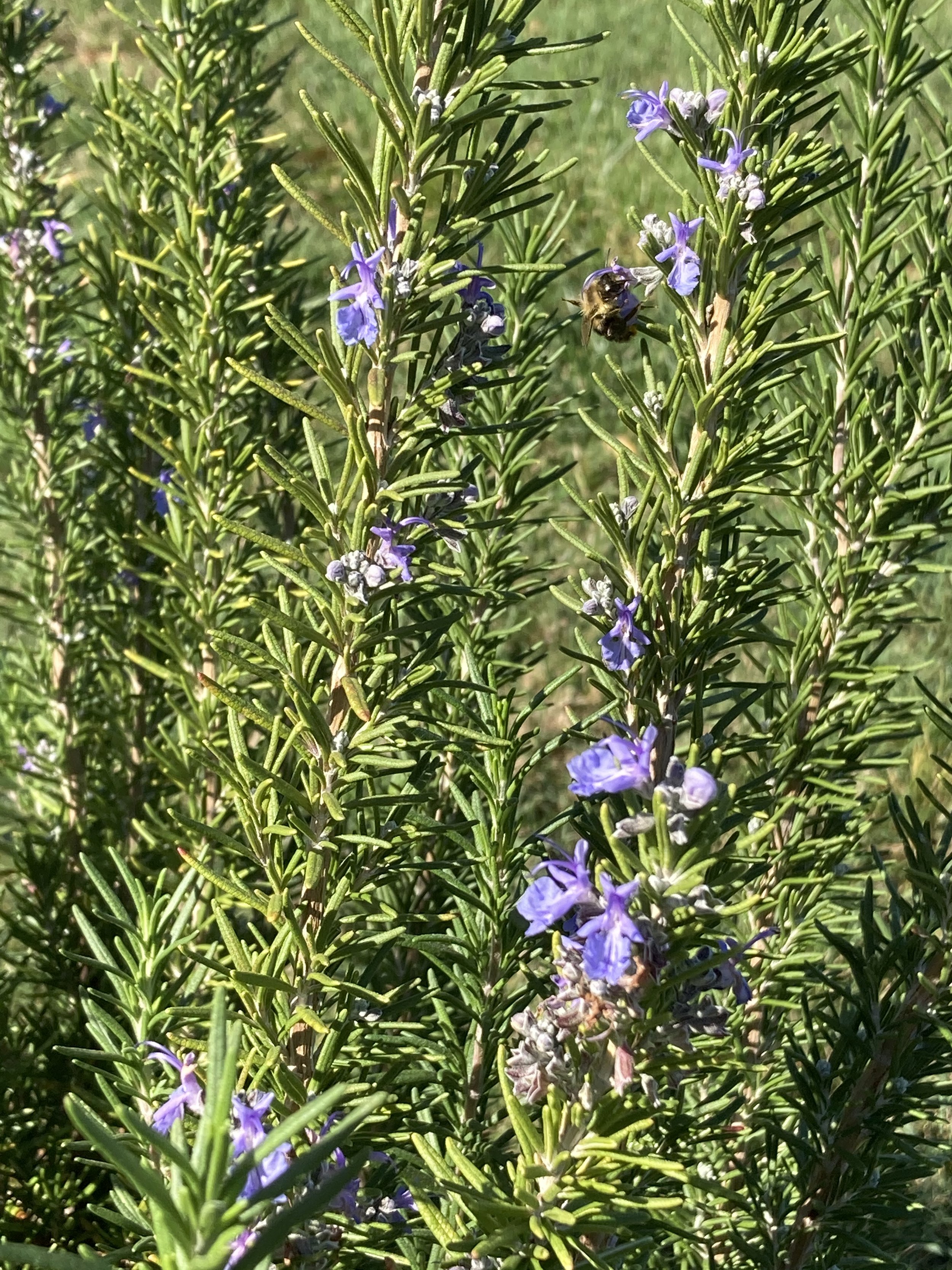 IMG_2815.jpeg