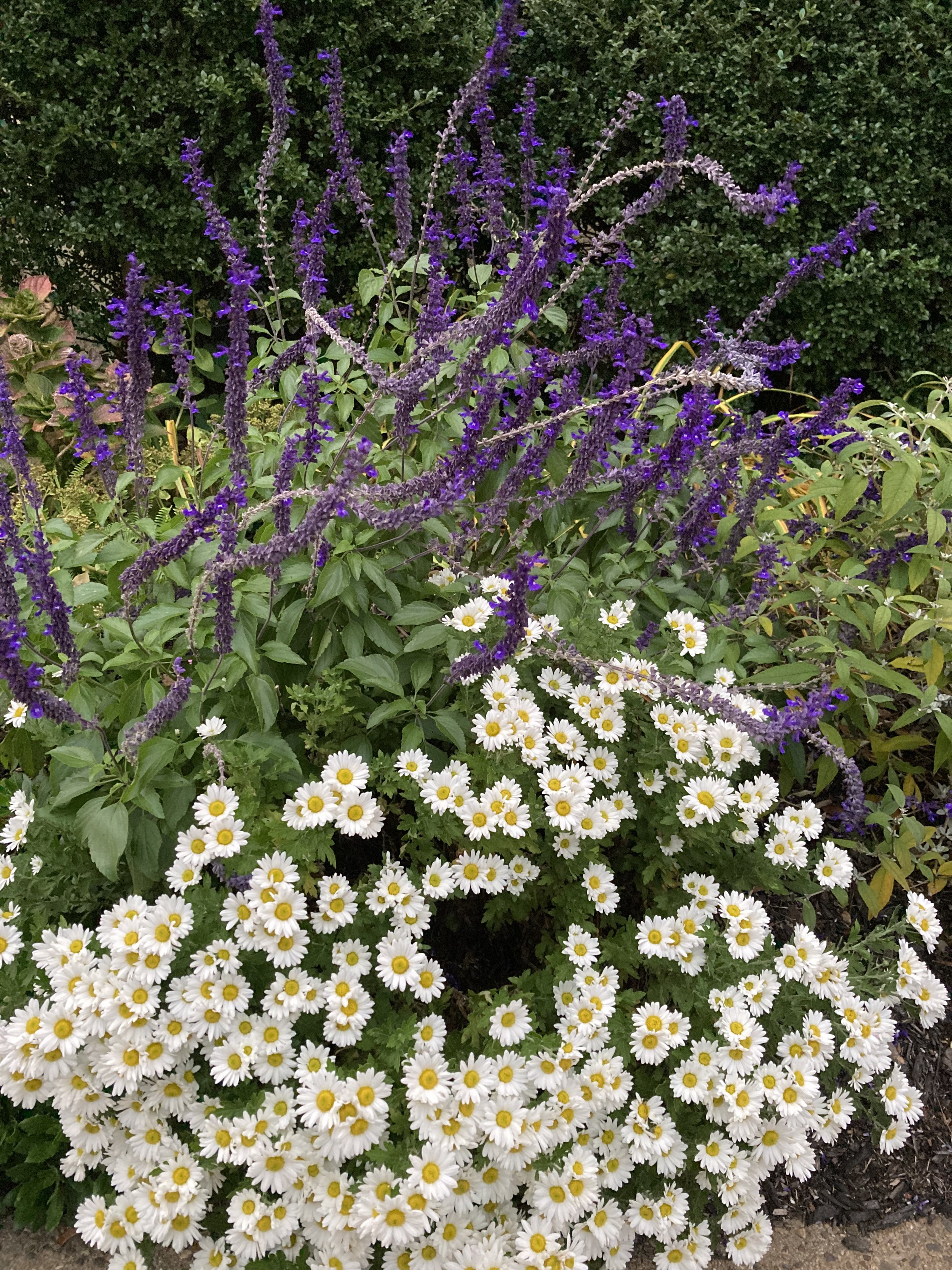 IMG_7841.jpeg