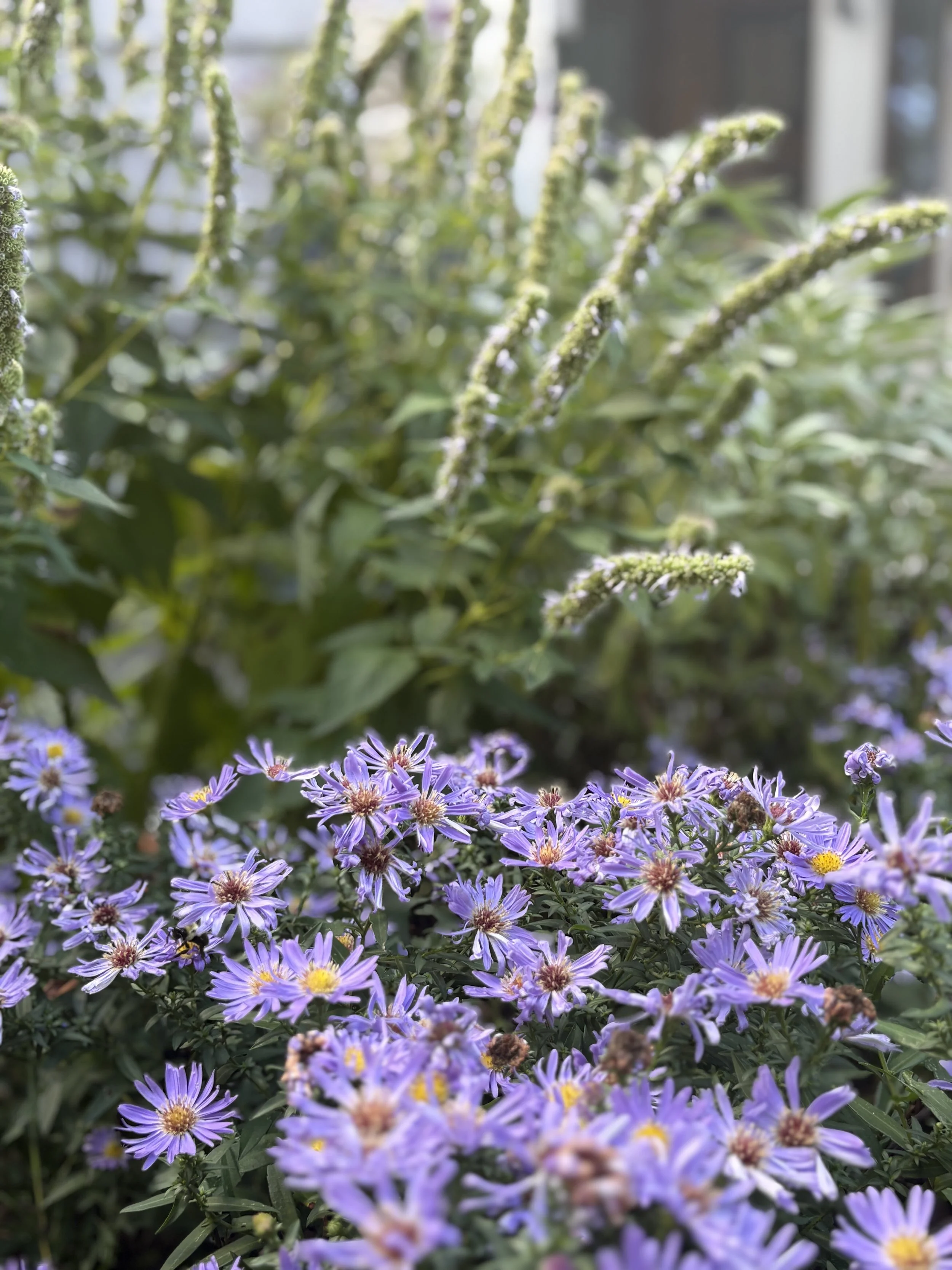 IMG_0915.jpeg