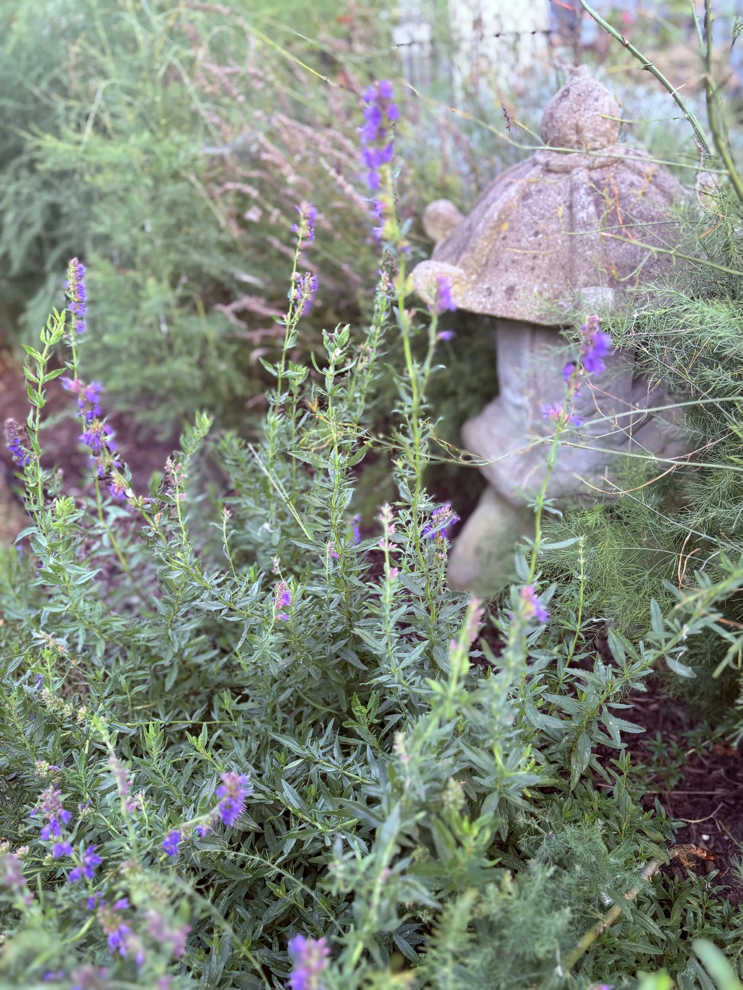 IMG_0540.jpeg