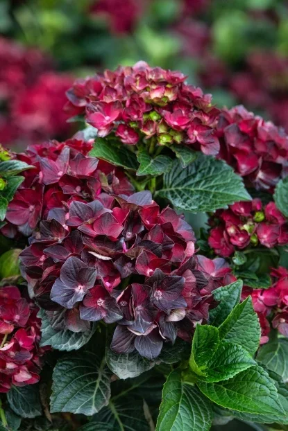 46940_hydrangea_macrophylla_hokocentennial_centennial_ruby_7194mnc-2.webp