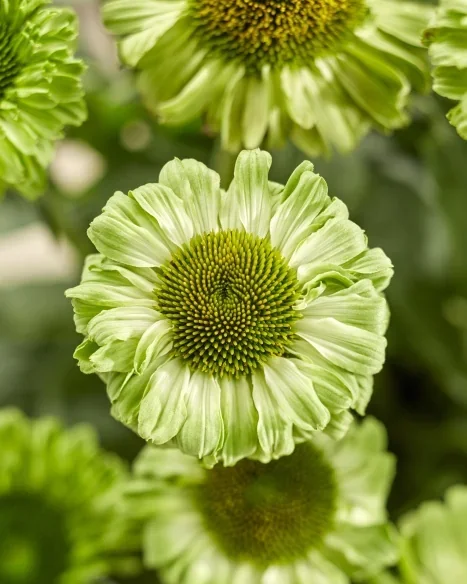 echinacea_sunseekers_apple_green_cu1.webp