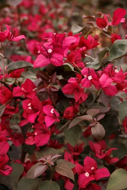43863_bougainvillea_monharr_burgundy_queen_2750mnc_web.webp