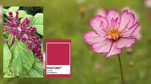 Color Your World ~ Viva Magenta, Pantone's Color of the Year Takes Its Inspiration from Nature ~ Beetles & Flowers, Oh My!
