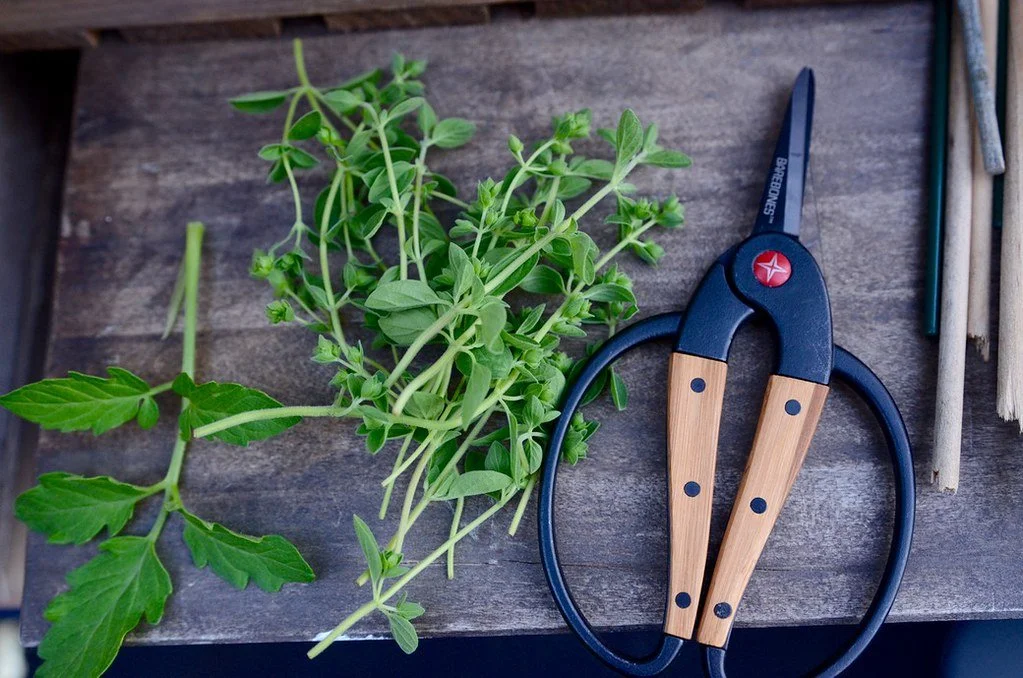 Do You Slap Your Herbs? Tips on How to Grow & Harvest Garden-to-Glass Cocktail Garnishes