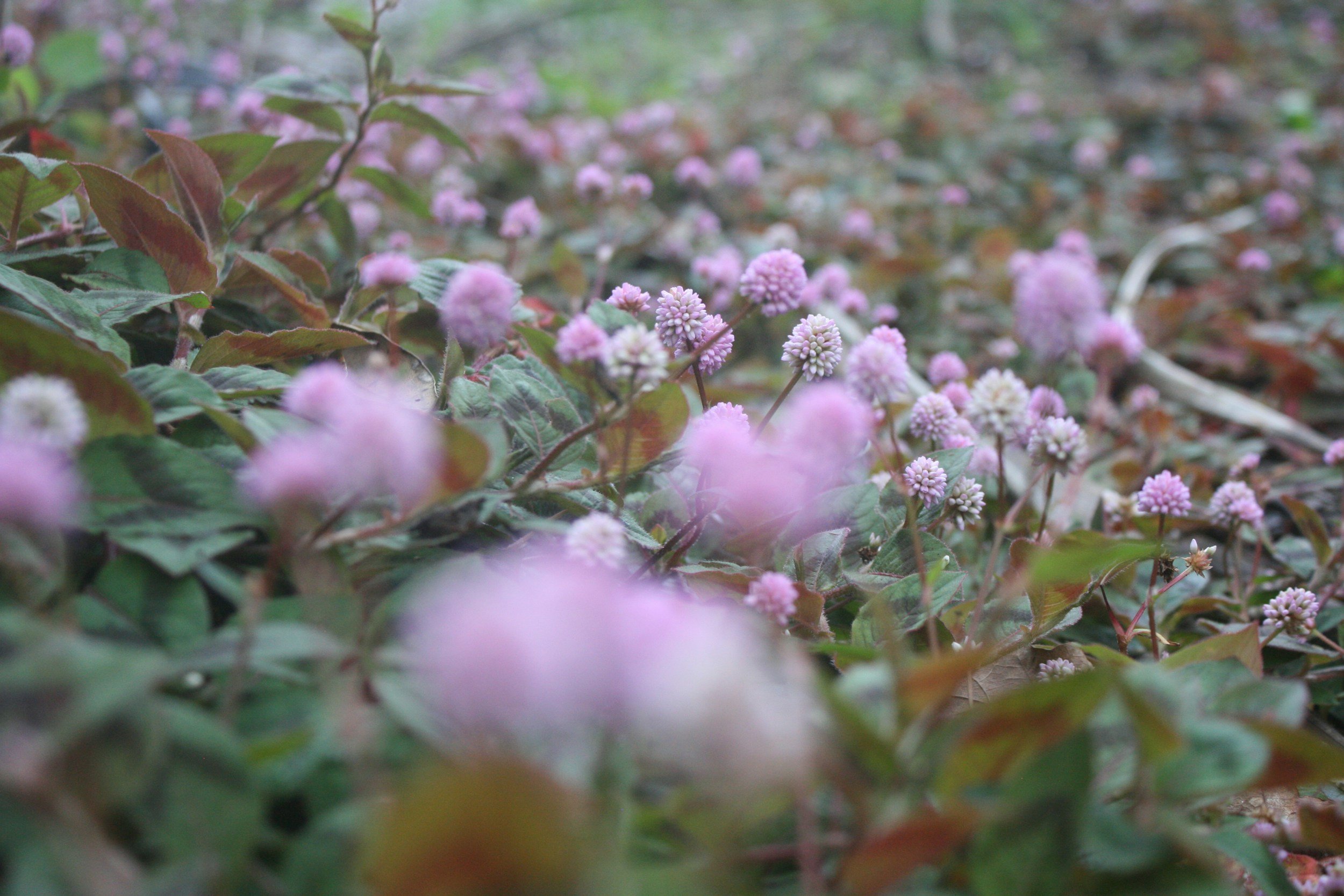 Got You Covered! Pretty Ornamental, Native, & Evergreen Ground Cover Plants Your Garden Will Love