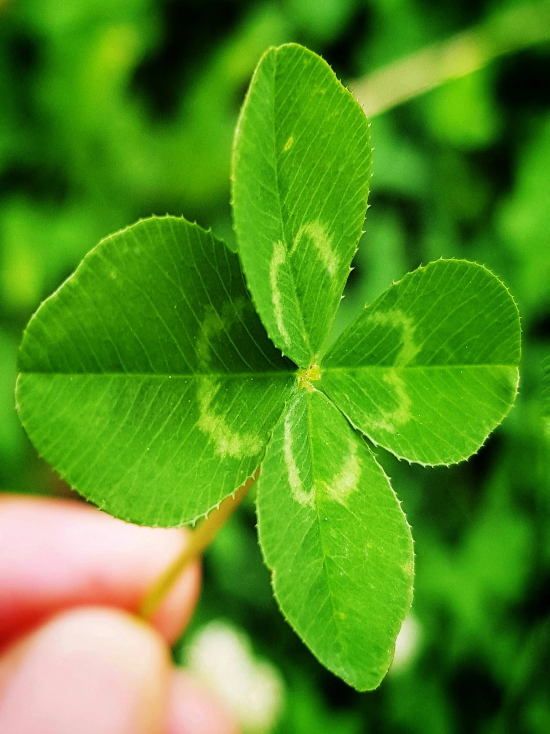 Inspired by the Emerald Isle: Eight Pretty Irish Flowers You Can Grow to Enjoy a Greener Garden Life
