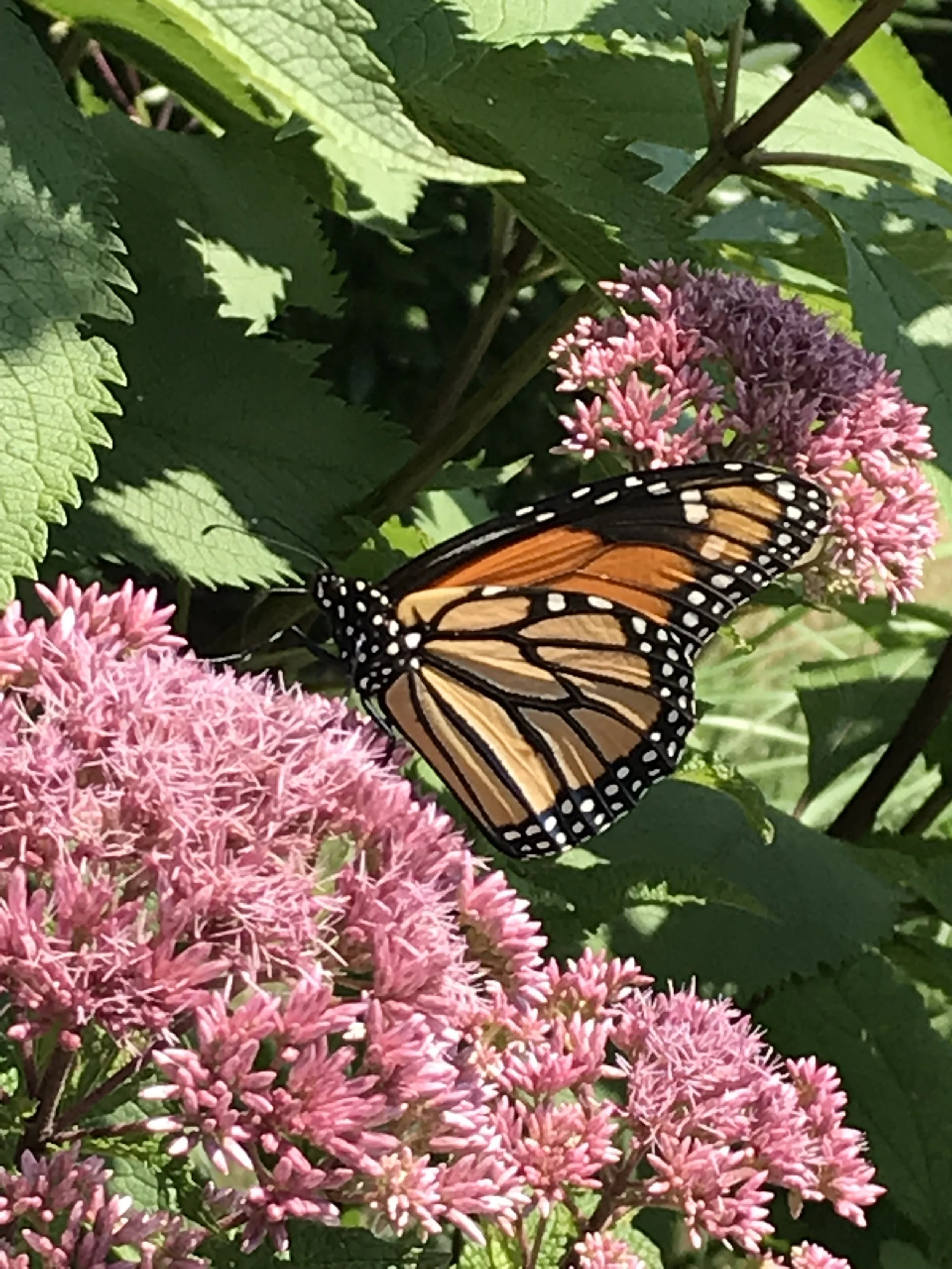 A Native Plant Garden Tour 