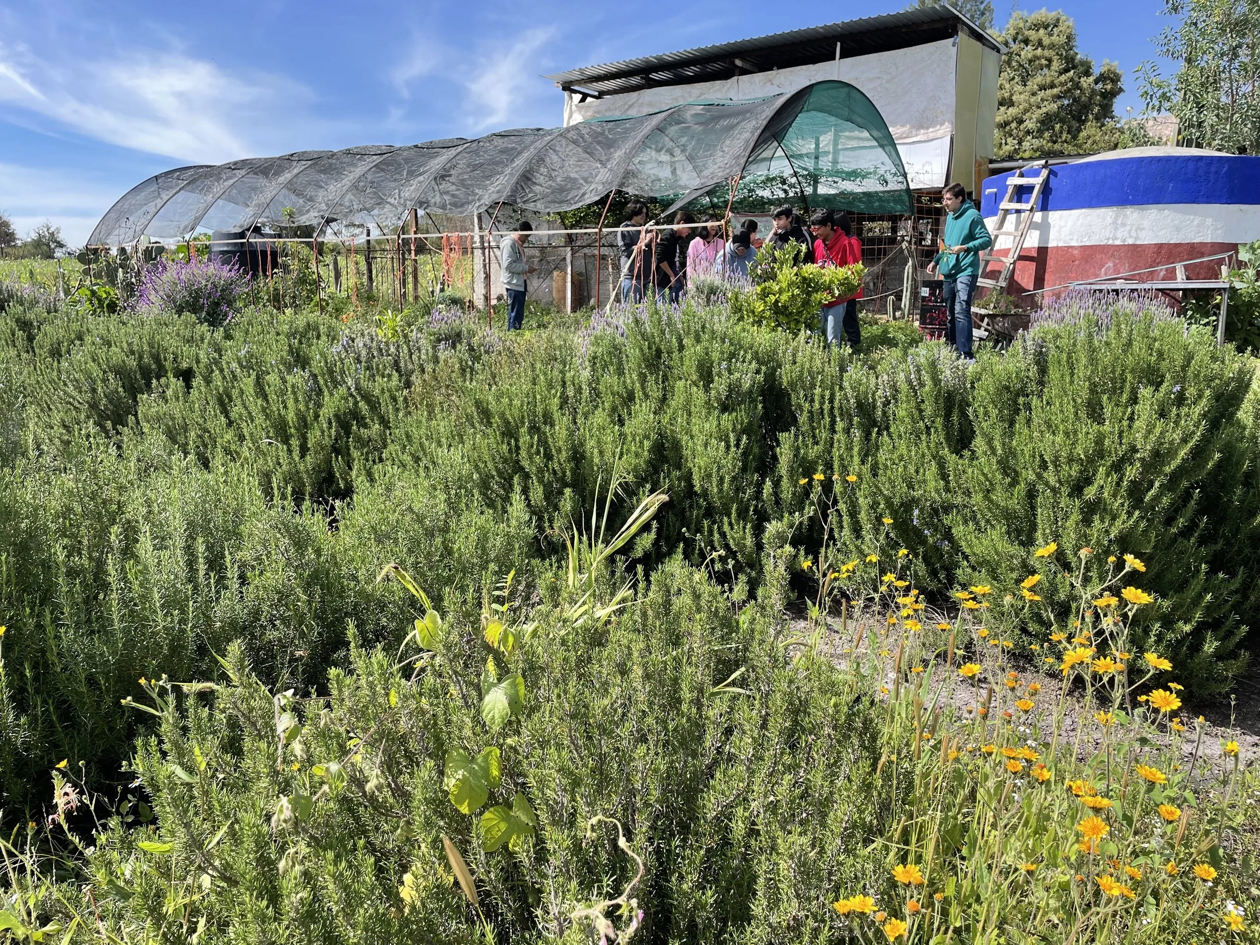 mujeres hoop house outside with lavendar.jpg