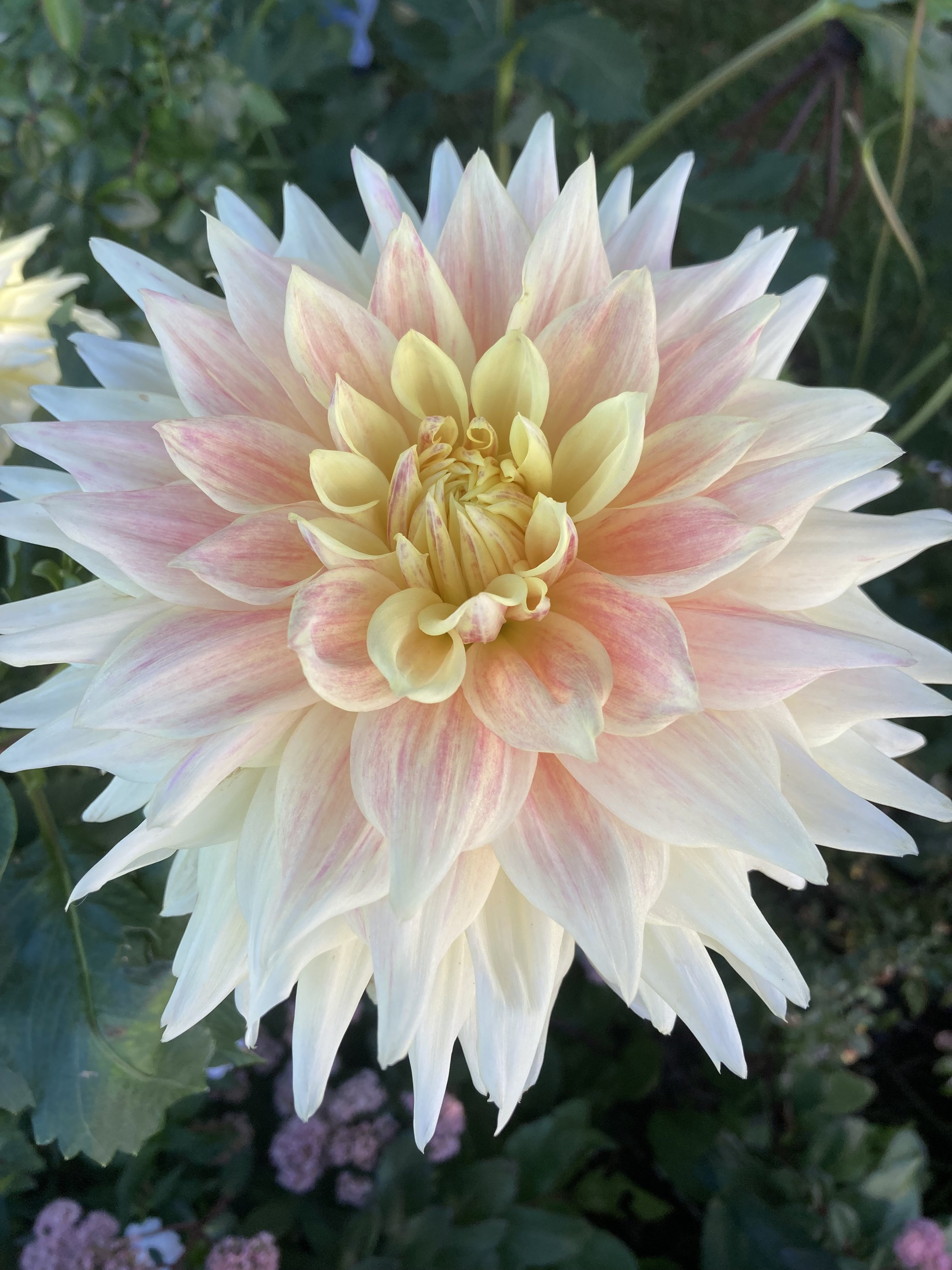 dahlia sherbert.jpeg