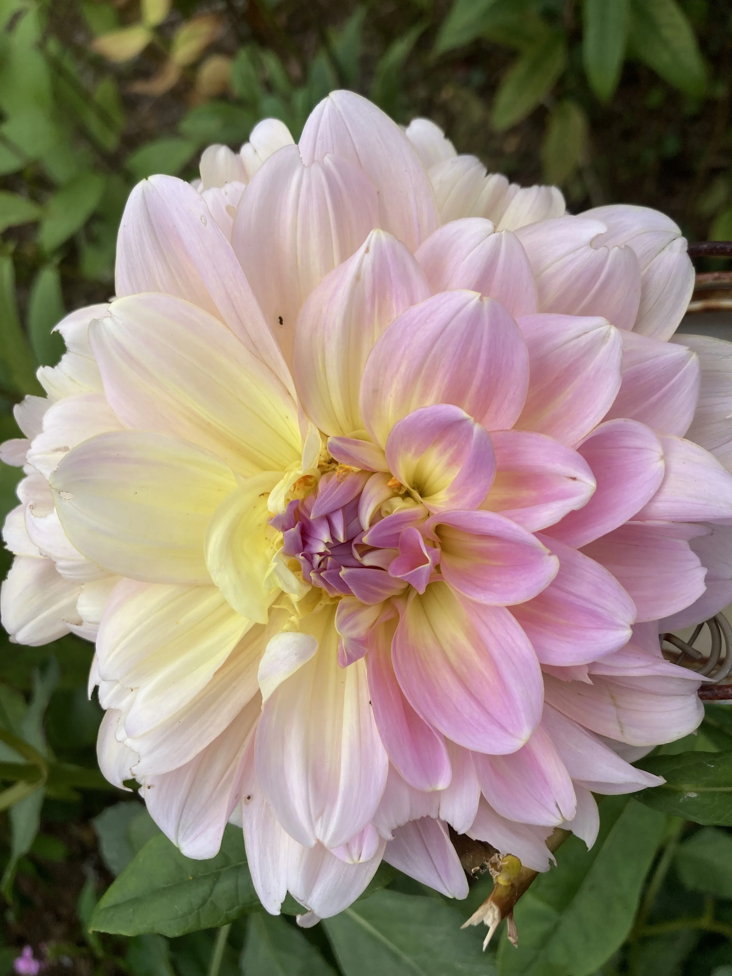 dahlia.jpeg